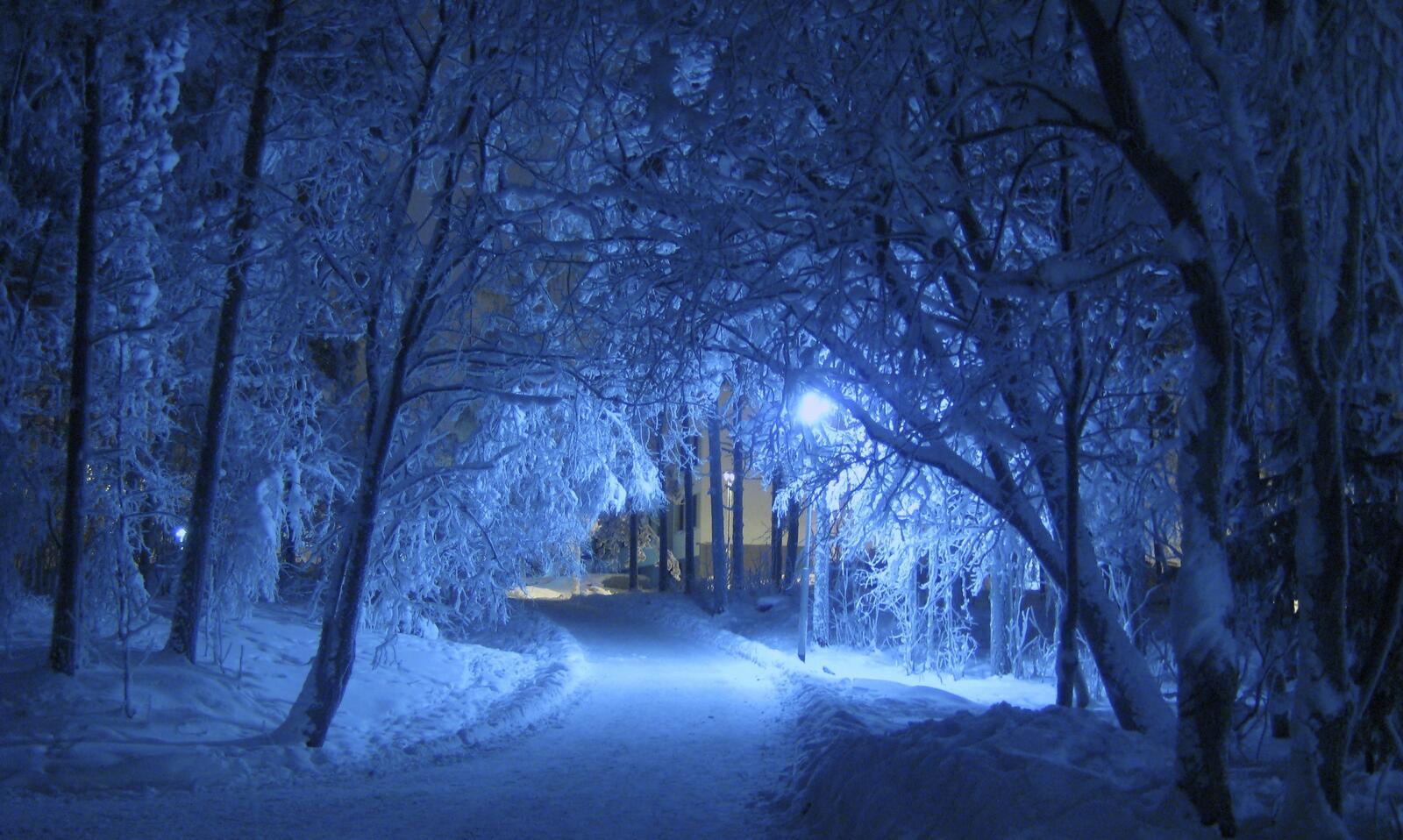 Бесплатное фото Зимняя аллея