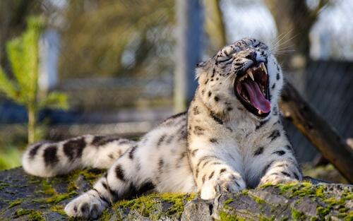 The snow leopard is wintering