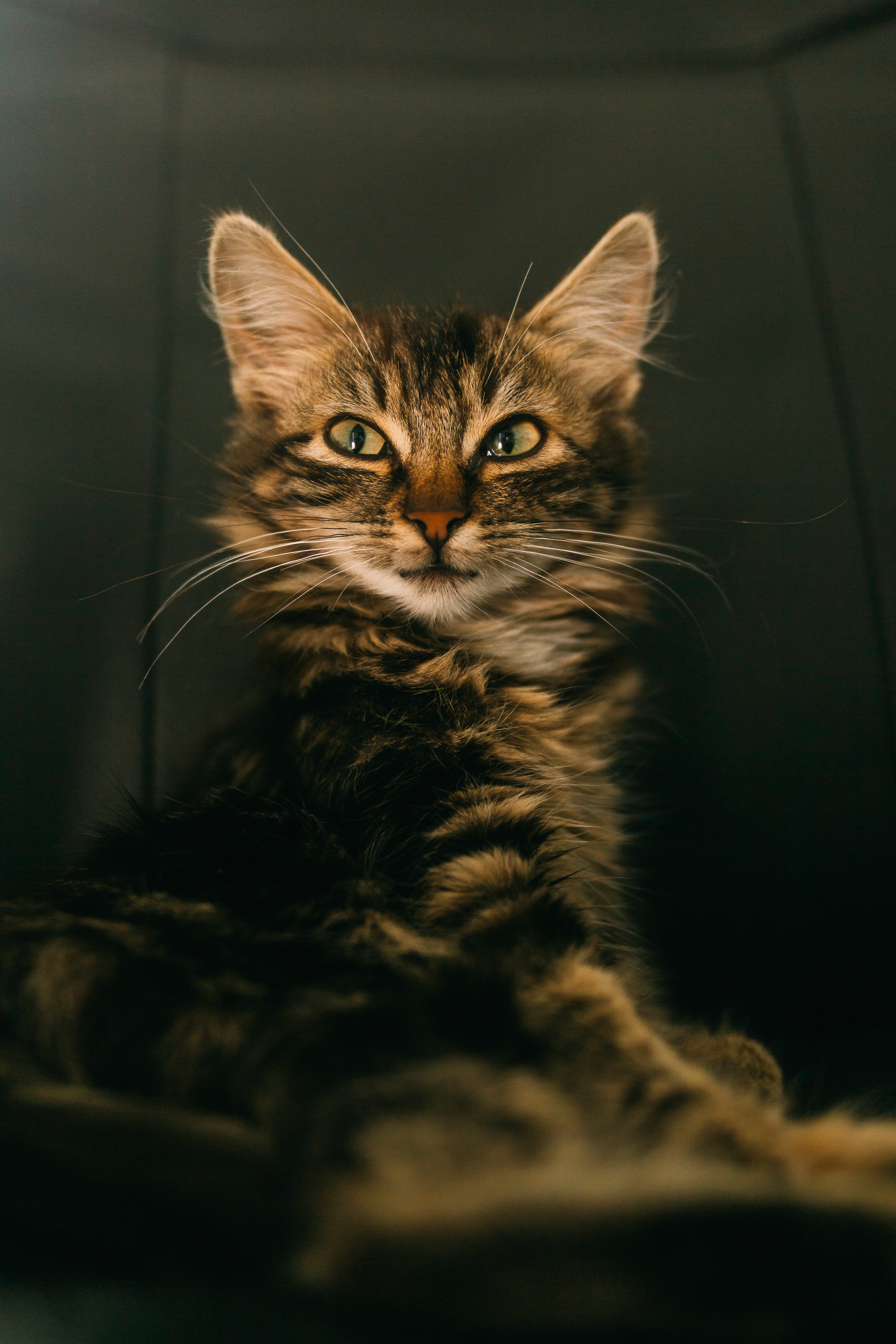 Фото бесплатно кошка, морда, хитрость