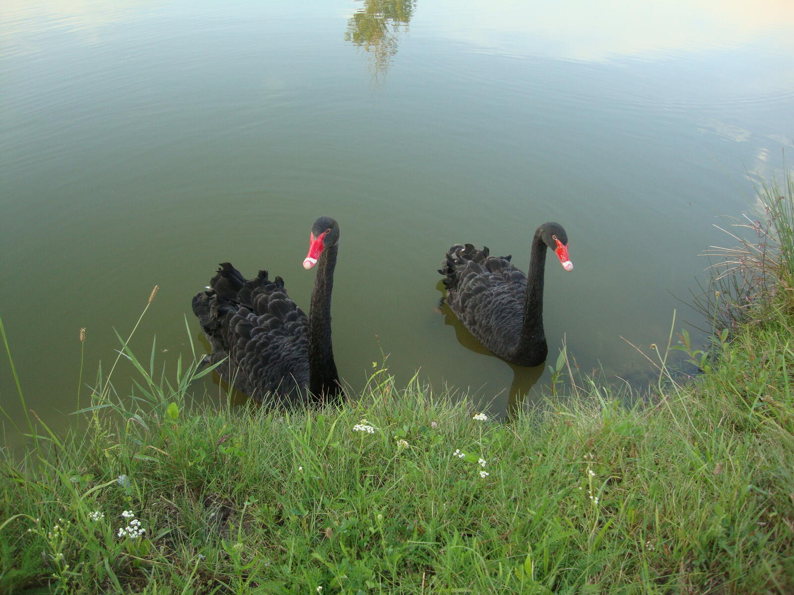Free photo A beautiful pair of black swans