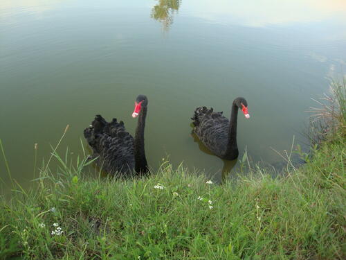 Прекрасная пара черных лебедей