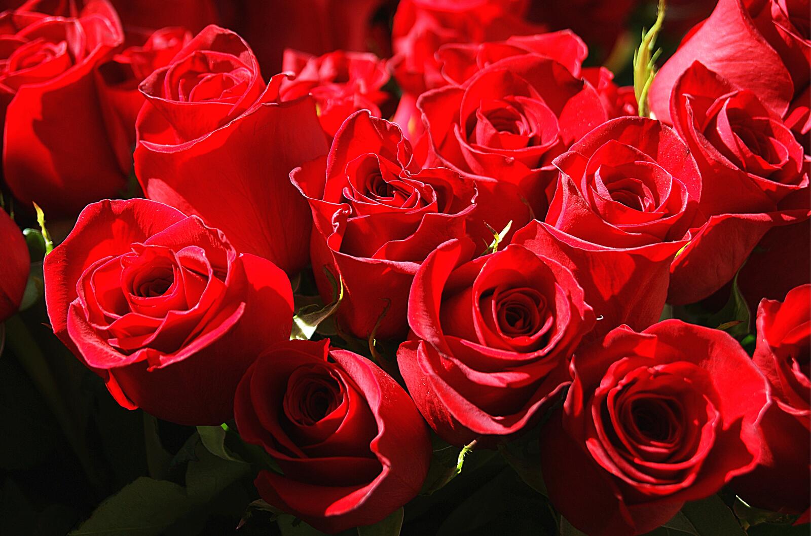 Обои розы цветущая роза красный бутон на рабочий стол