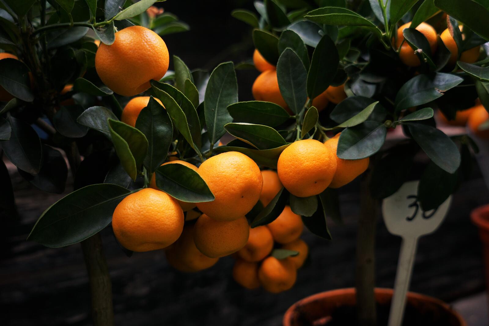 Обои кумкват мандариновый апельсин цветущее растение на рабочий стол