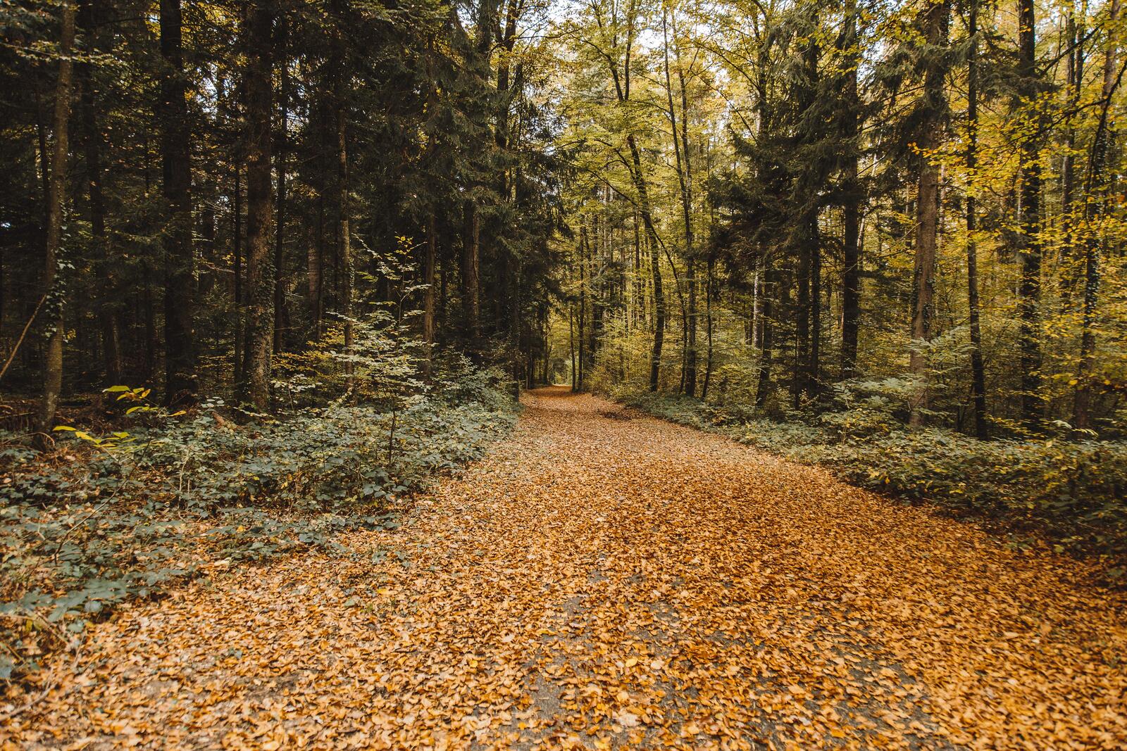 Free photo Autumn forest road
