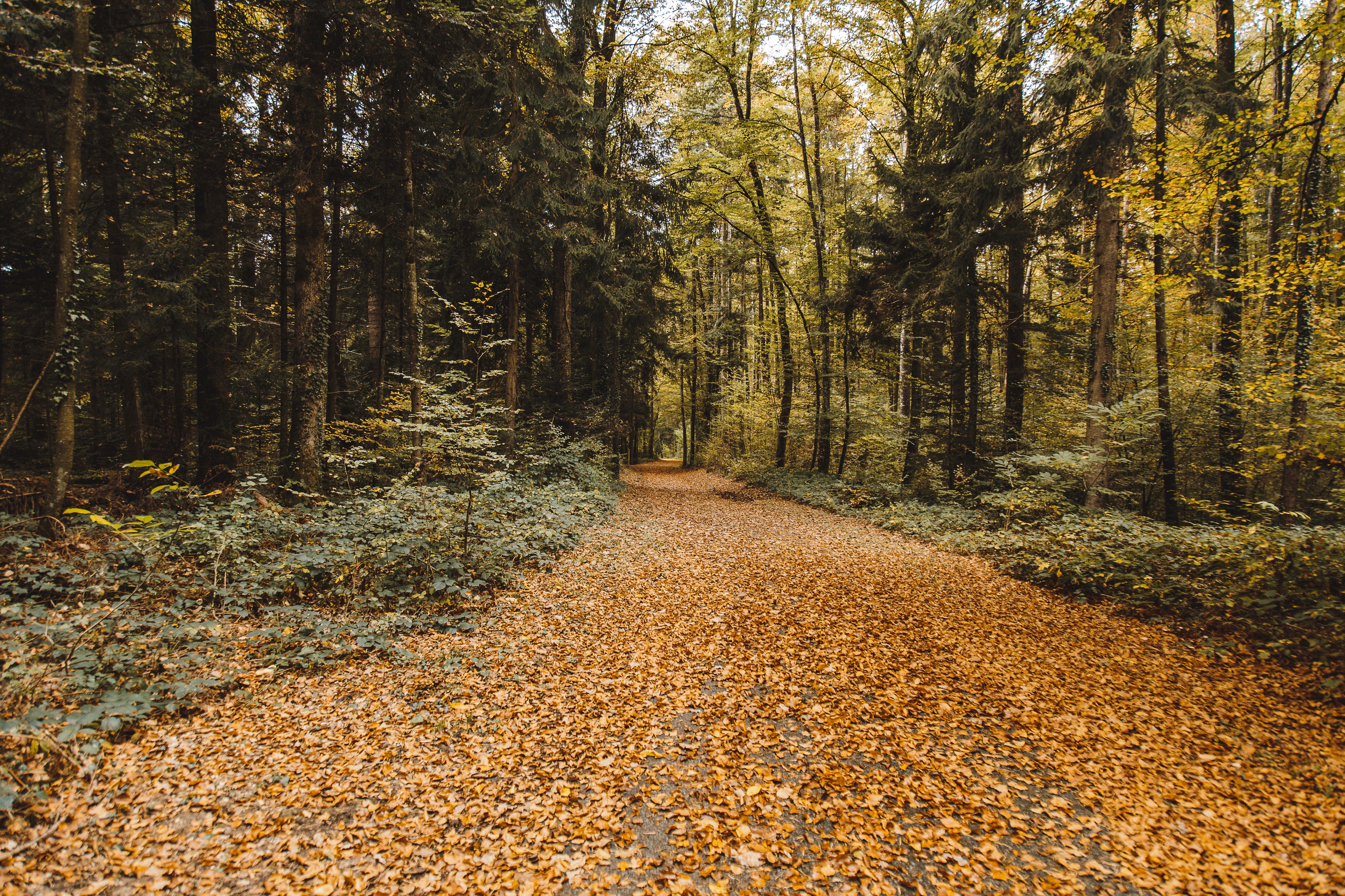 Бесплатное фото Осенняя лесная дорога