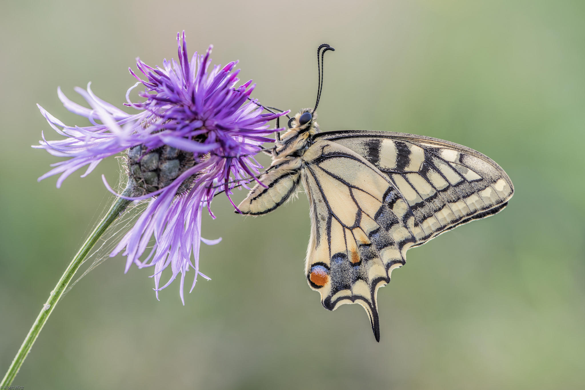 Screensaver butterfly, flower for phone