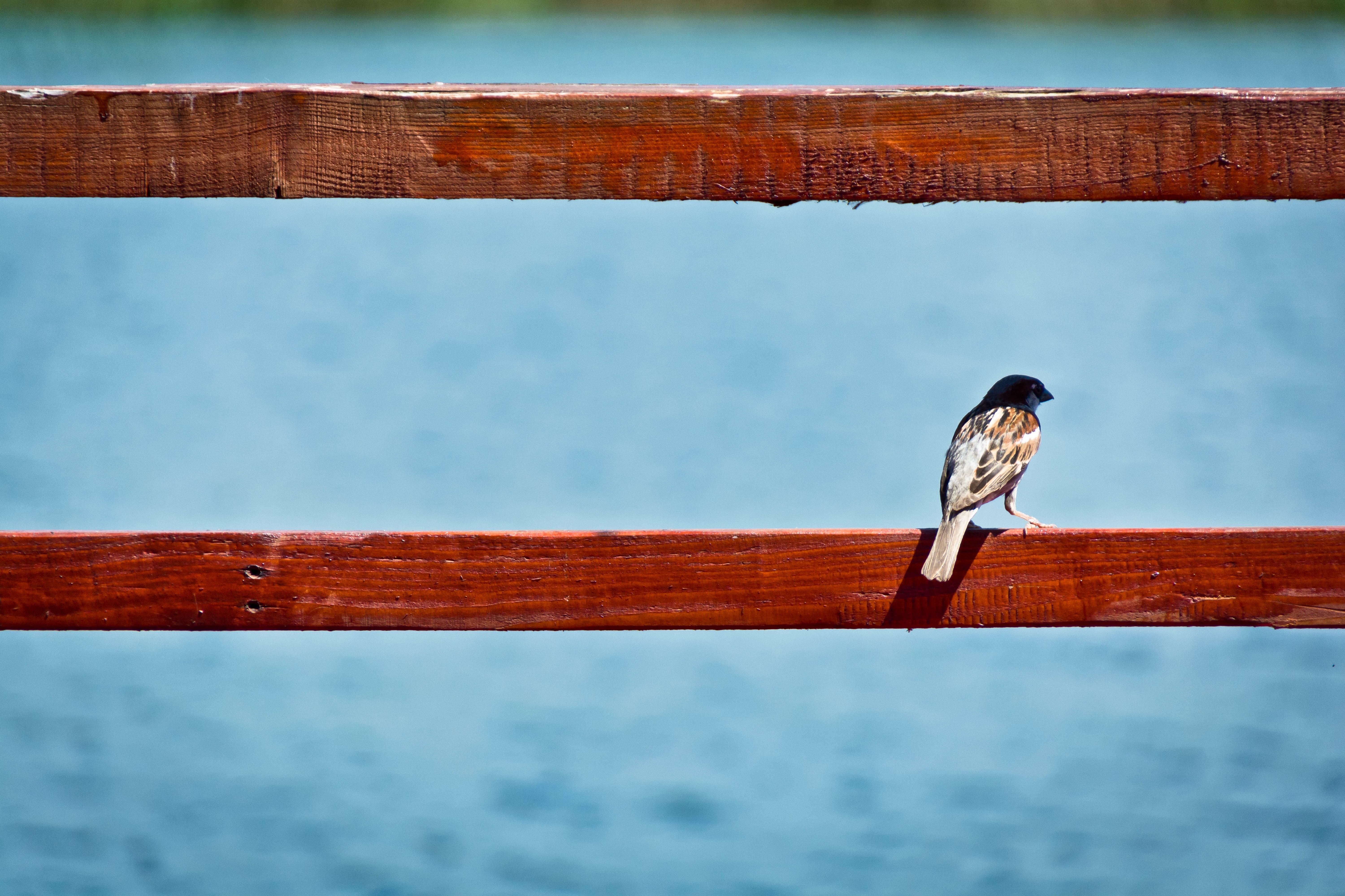 Фото бесплатно птица, крыло, забор