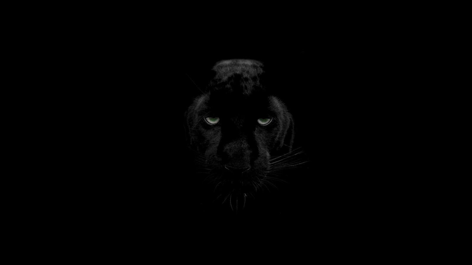 Wallpapers black panther predator wildlife on the desktop