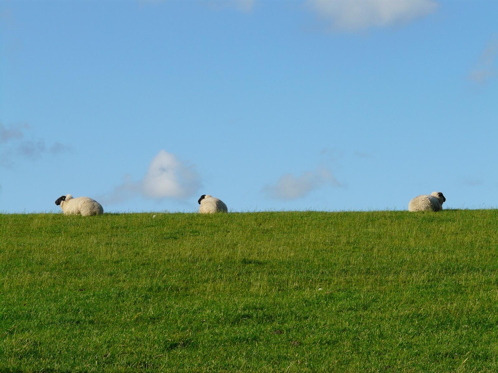 Wallpapers sheeps plain farm on the desktop