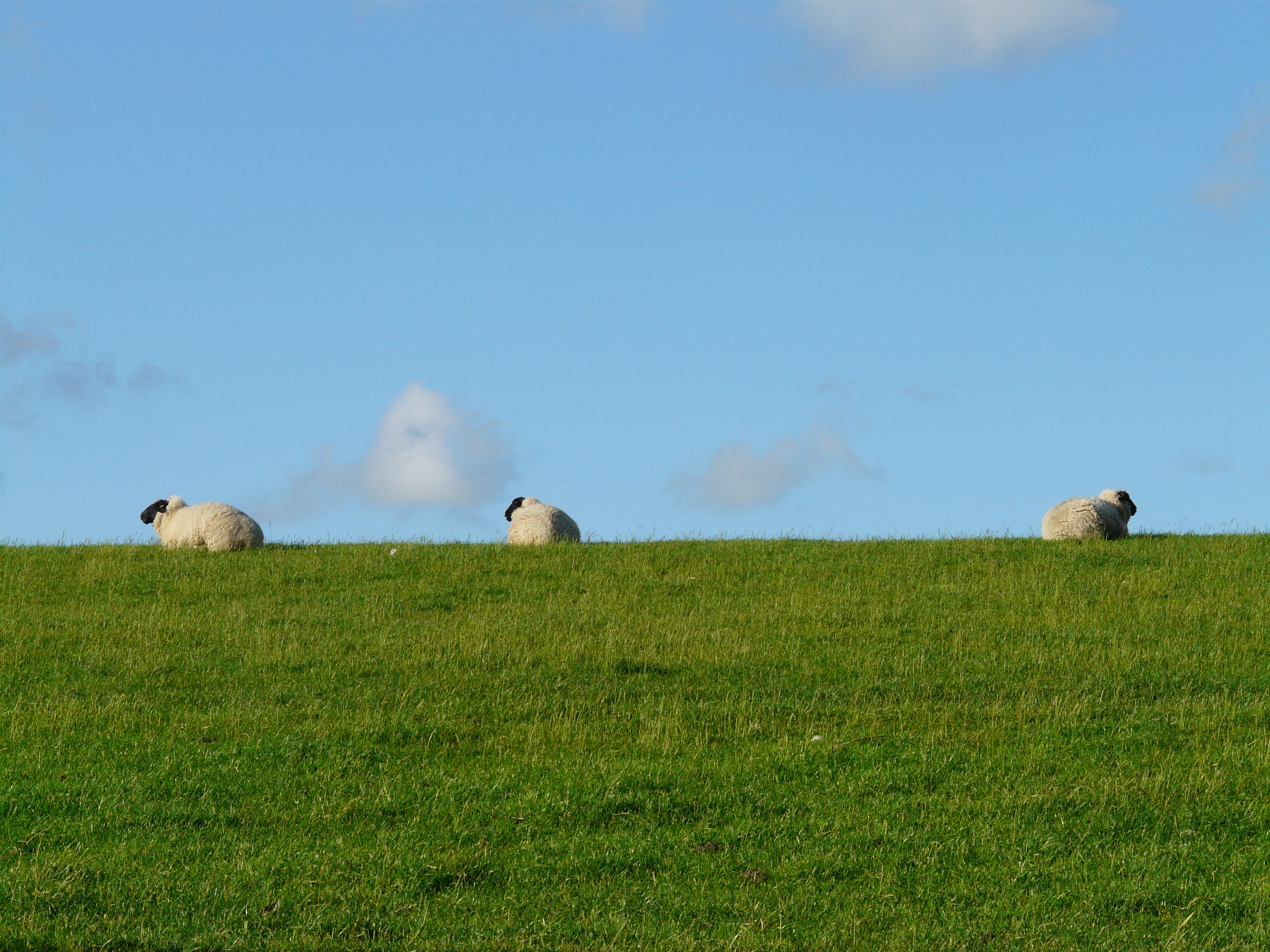 Фото бесплатно овцы, простой, ферма