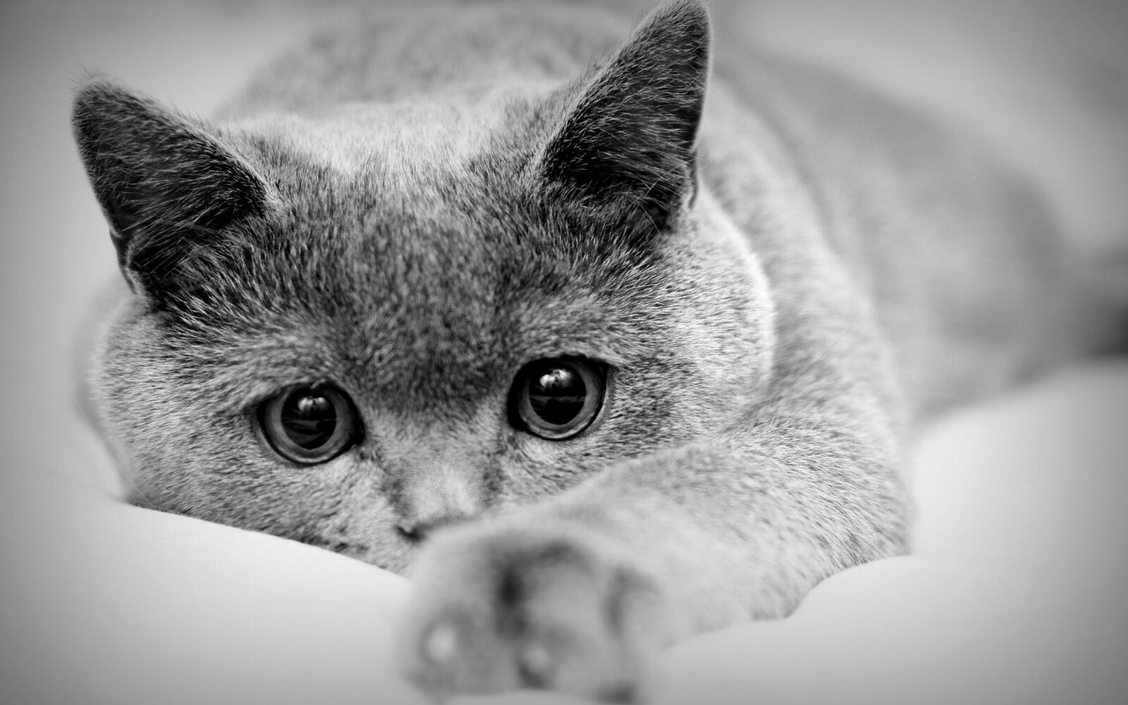 Серый кот на монохромном фото