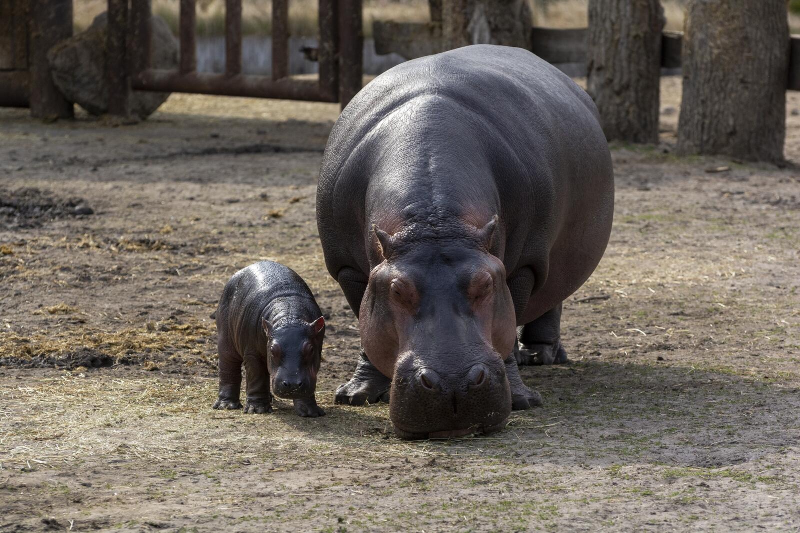 Wallpapers animals hippopotamus cubs on the desktop