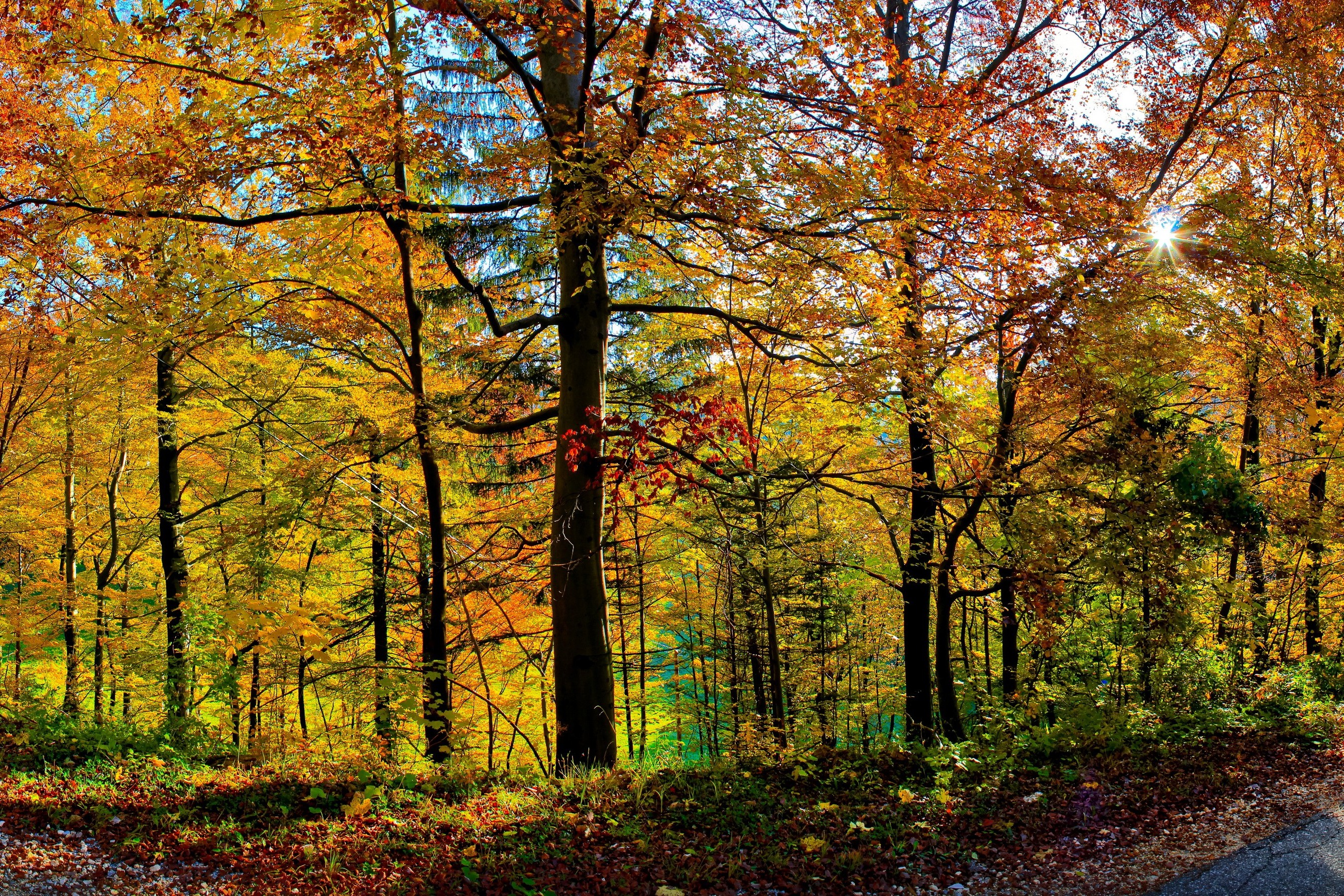 Wallpapers fall forest leaves on the desktop