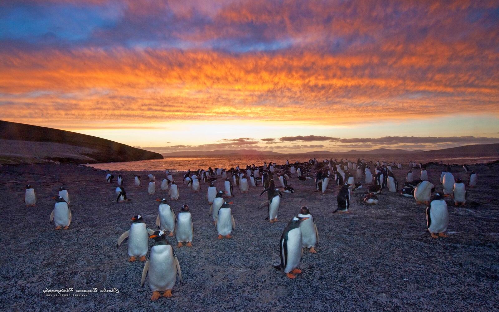 Wallpapers penguins birds shore on the desktop