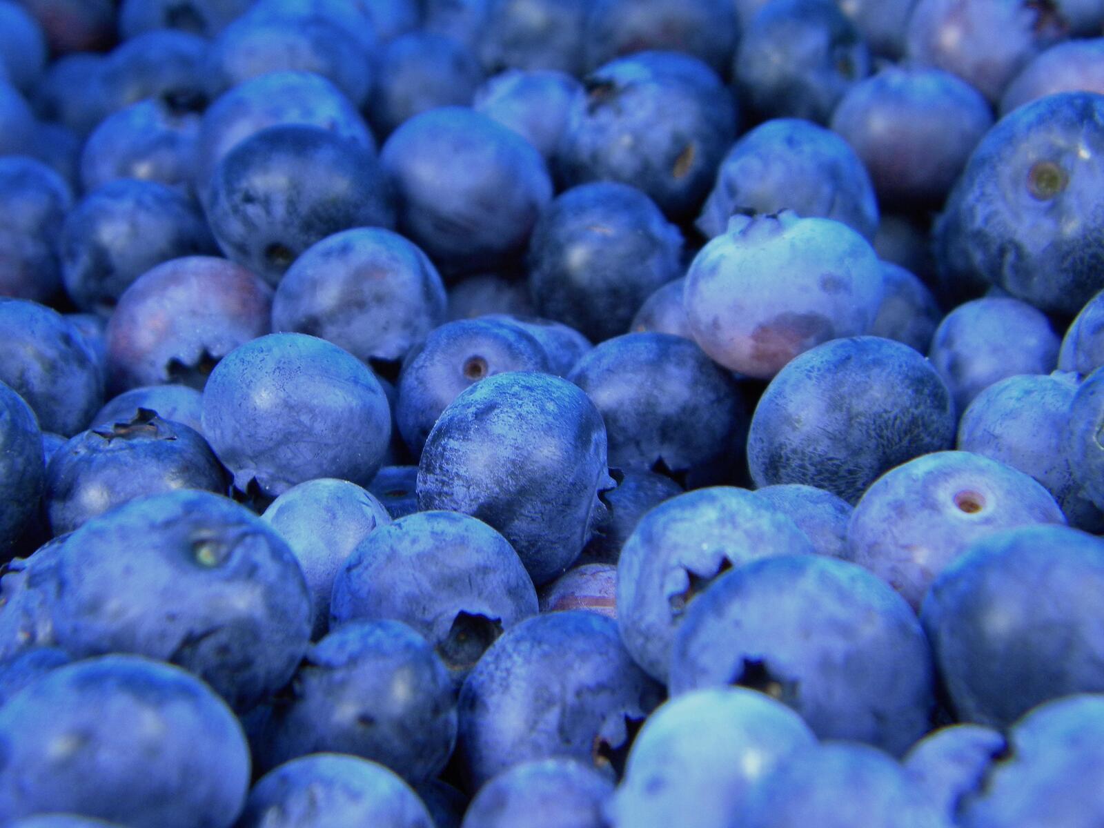 免费照片大量蓝莓