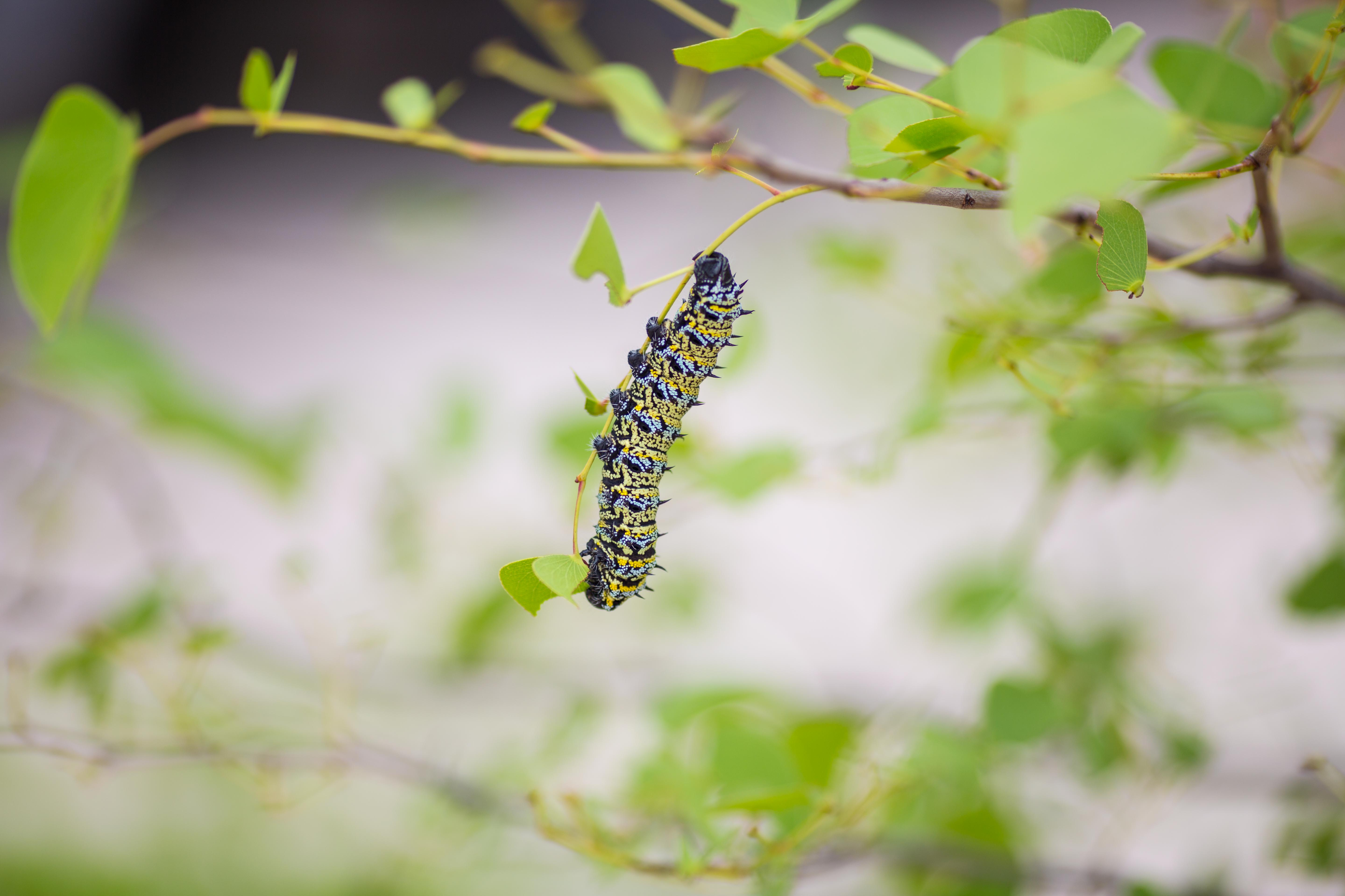 Wallpapers caterpillar hanging larva on the desktop