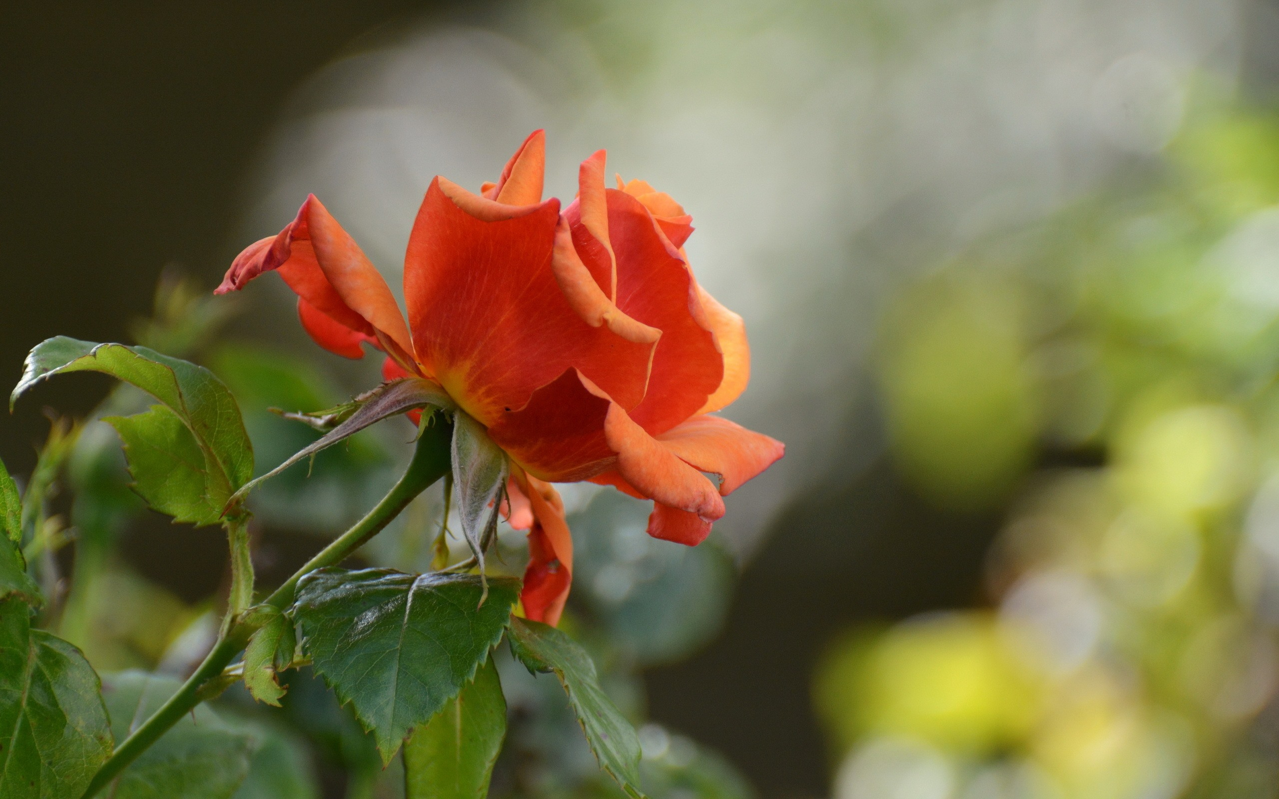 Одинокая оранжевая роза