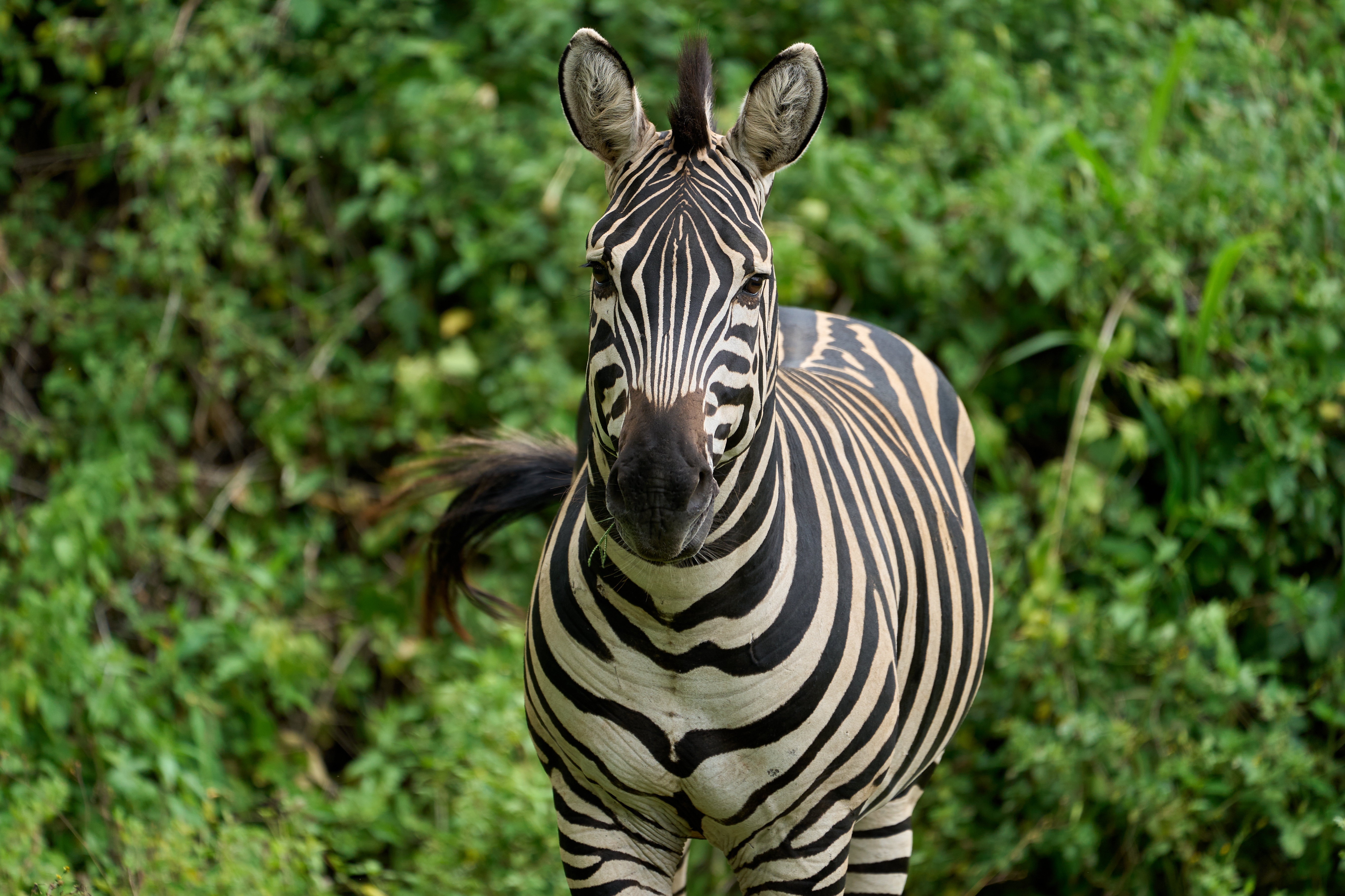 Фото бесплатно обои зебра, полосы, дикая природа