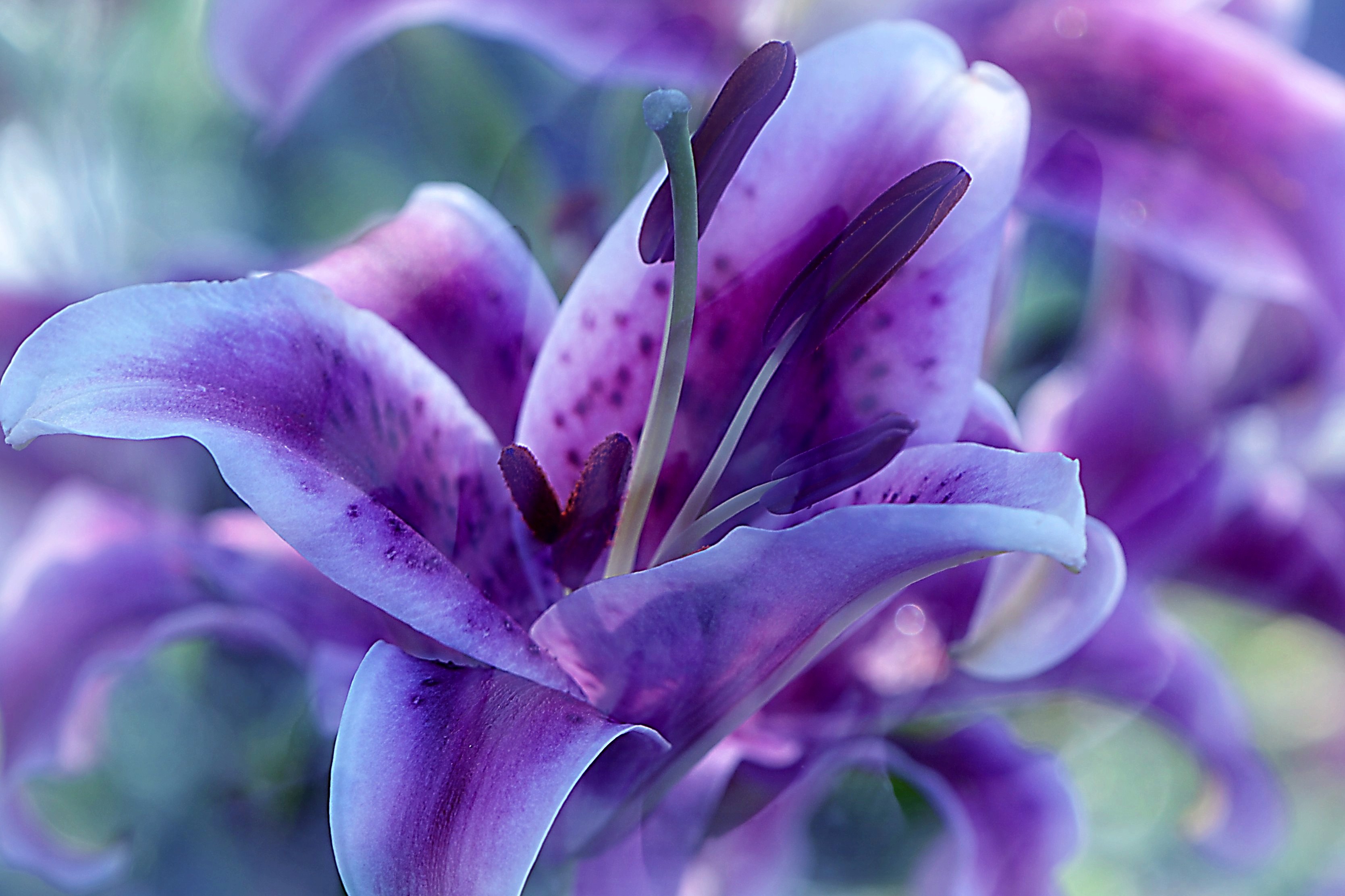 Wallpapers colorful flora flower composition on the desktop
