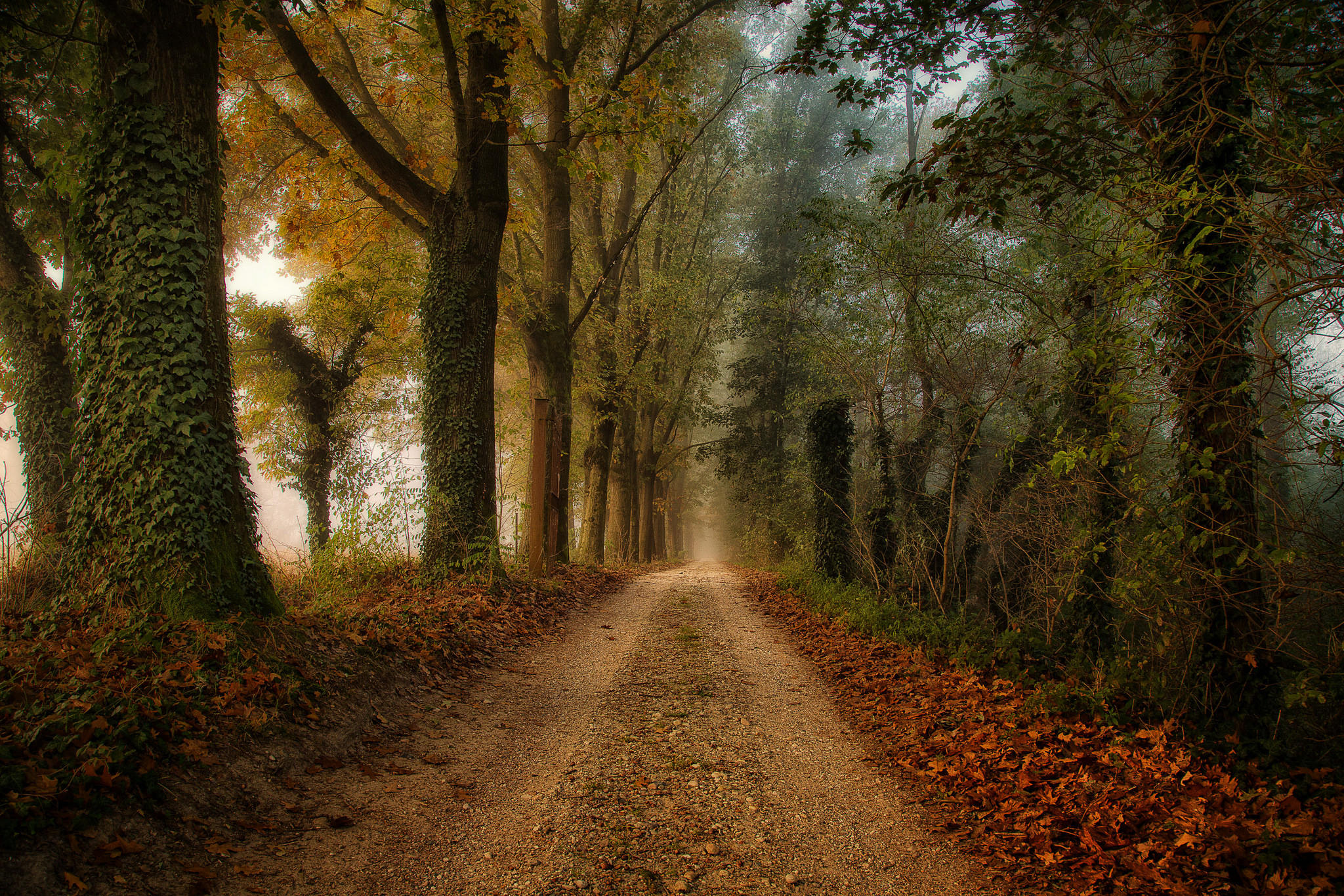 Фото бесплатно осенний лес, дорога, опавшие листья