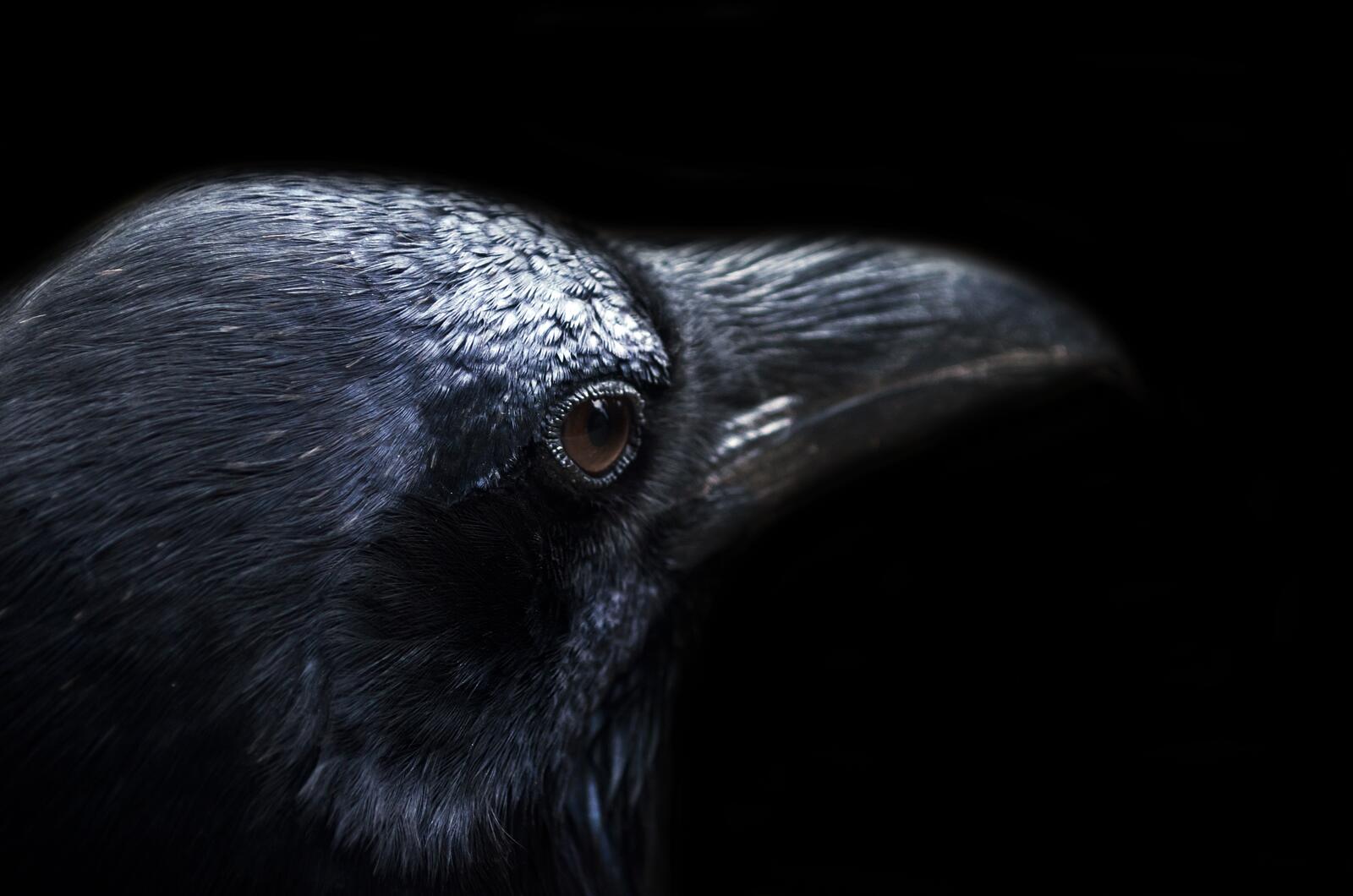 Wallpapers monochrome photography crow background on the desktop