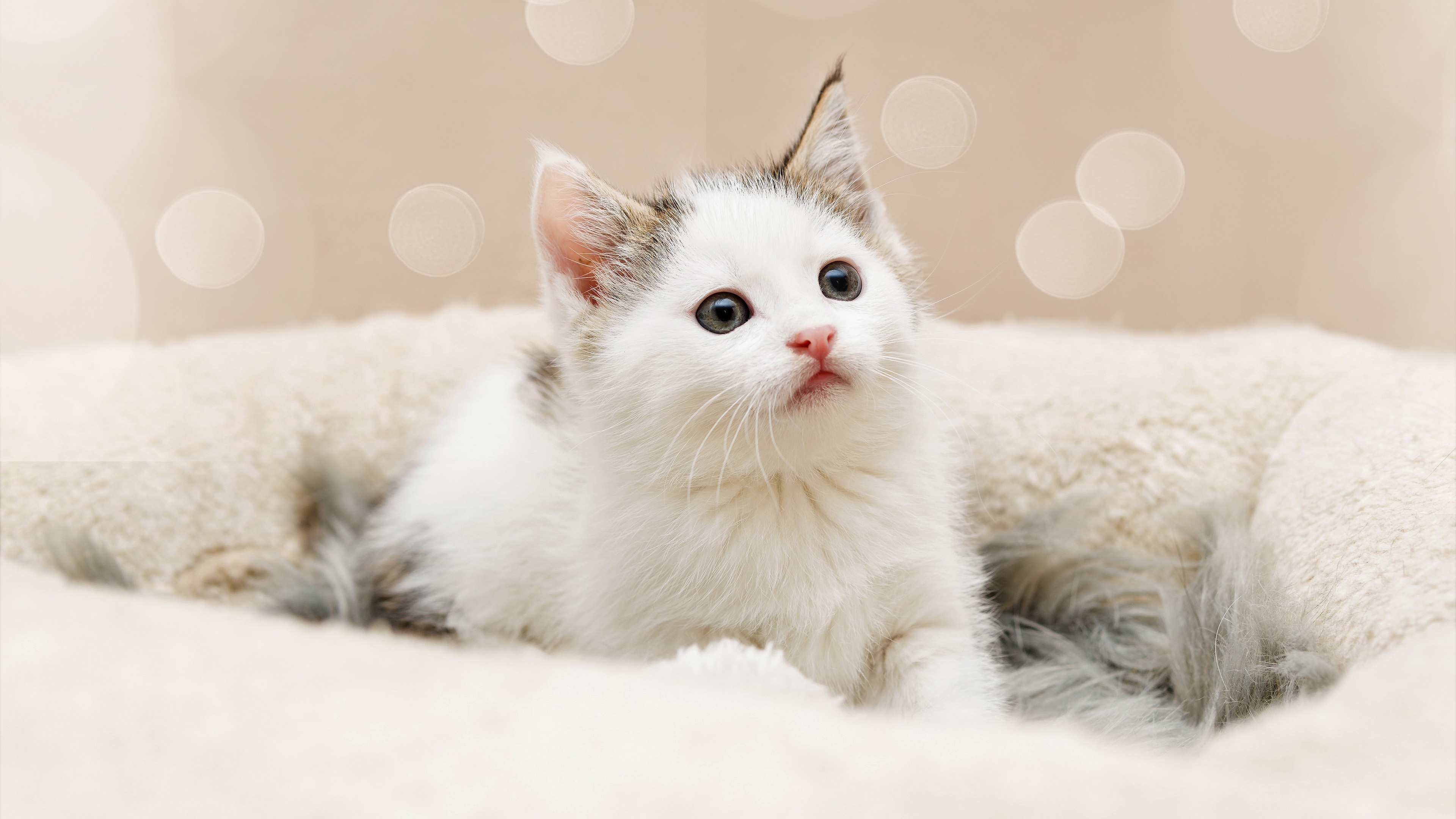Cute white kitten looking away