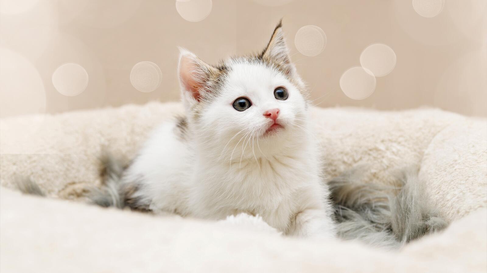 Free photo Cute white kitten looking away