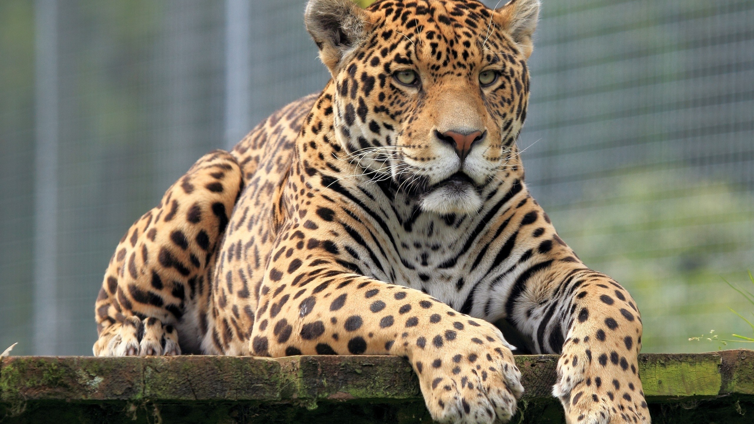 Wallpapers muzzle zoo big cats on the desktop
