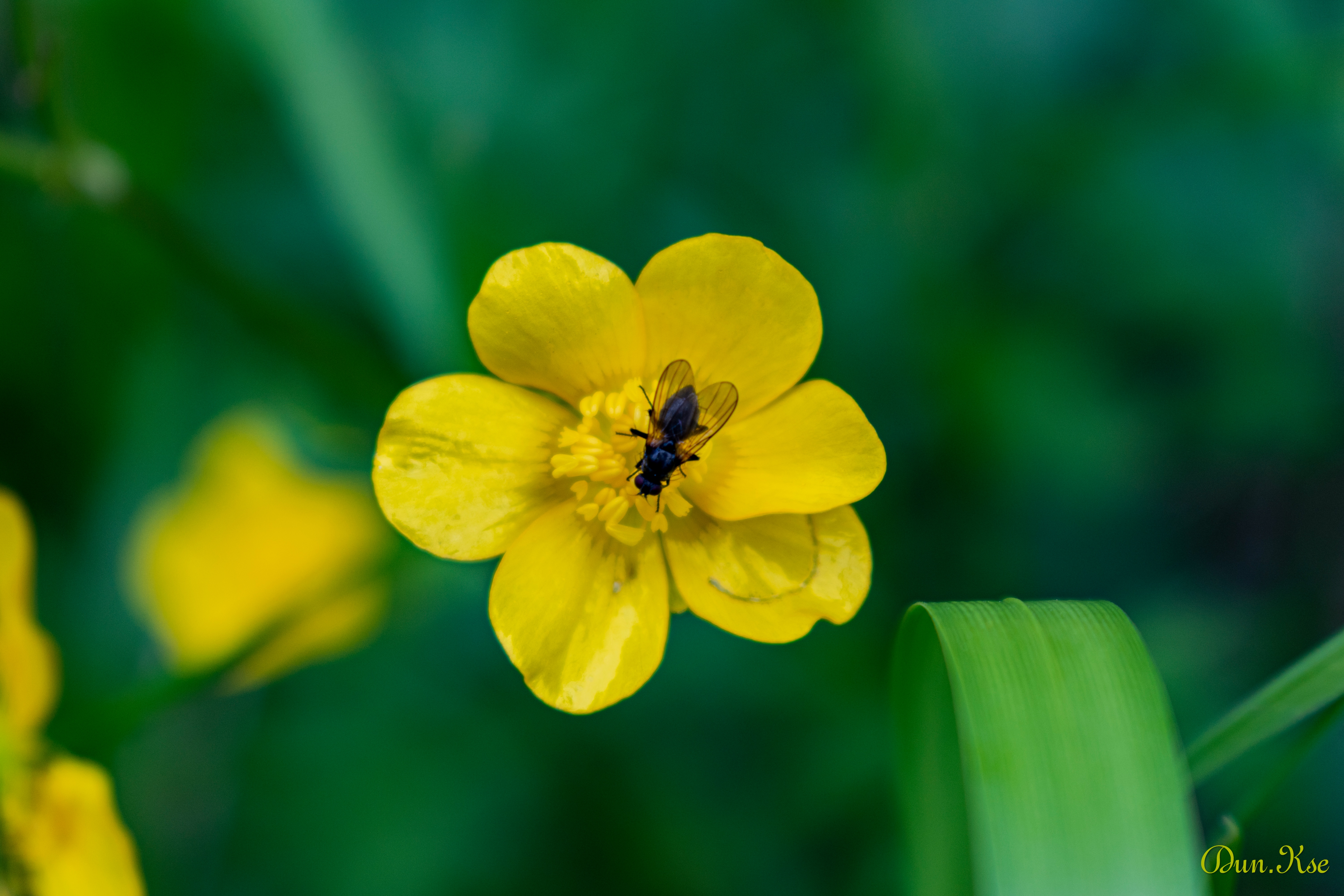 Бесплатное фото Муха на цветке