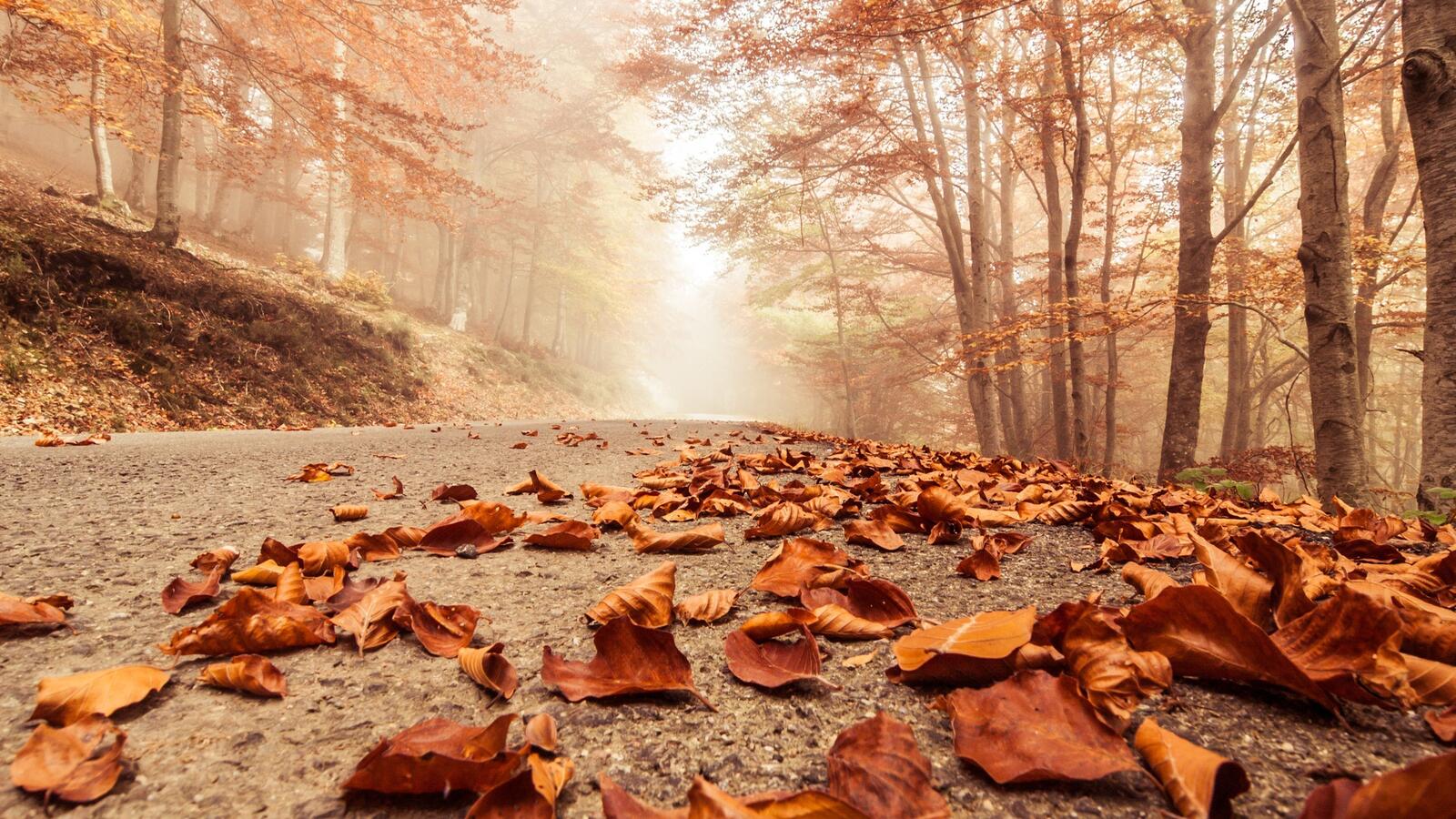 Free photo Fallen dry leaves on the road