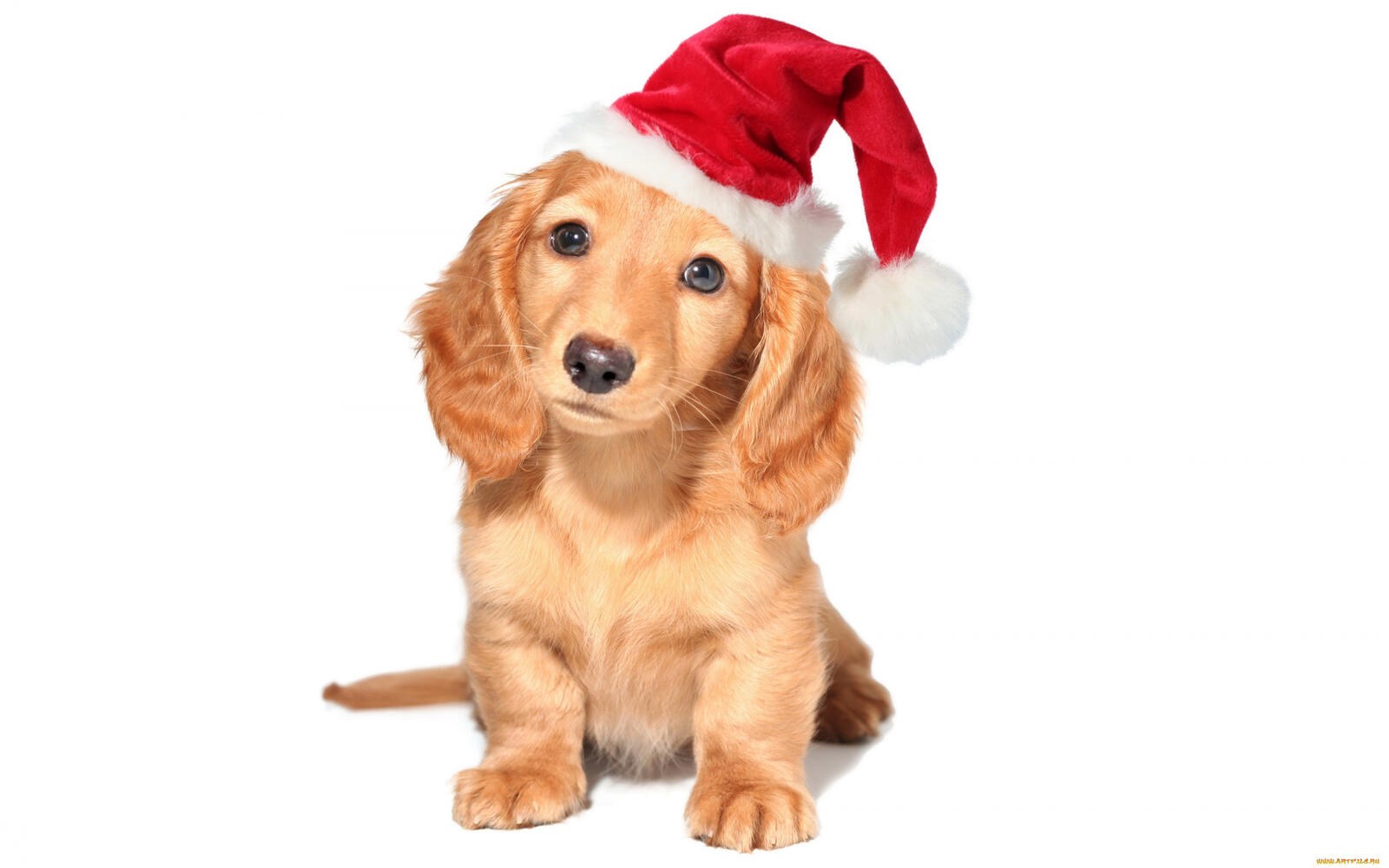 Wallpapers puppy dachshund new year`s hat on the desktop