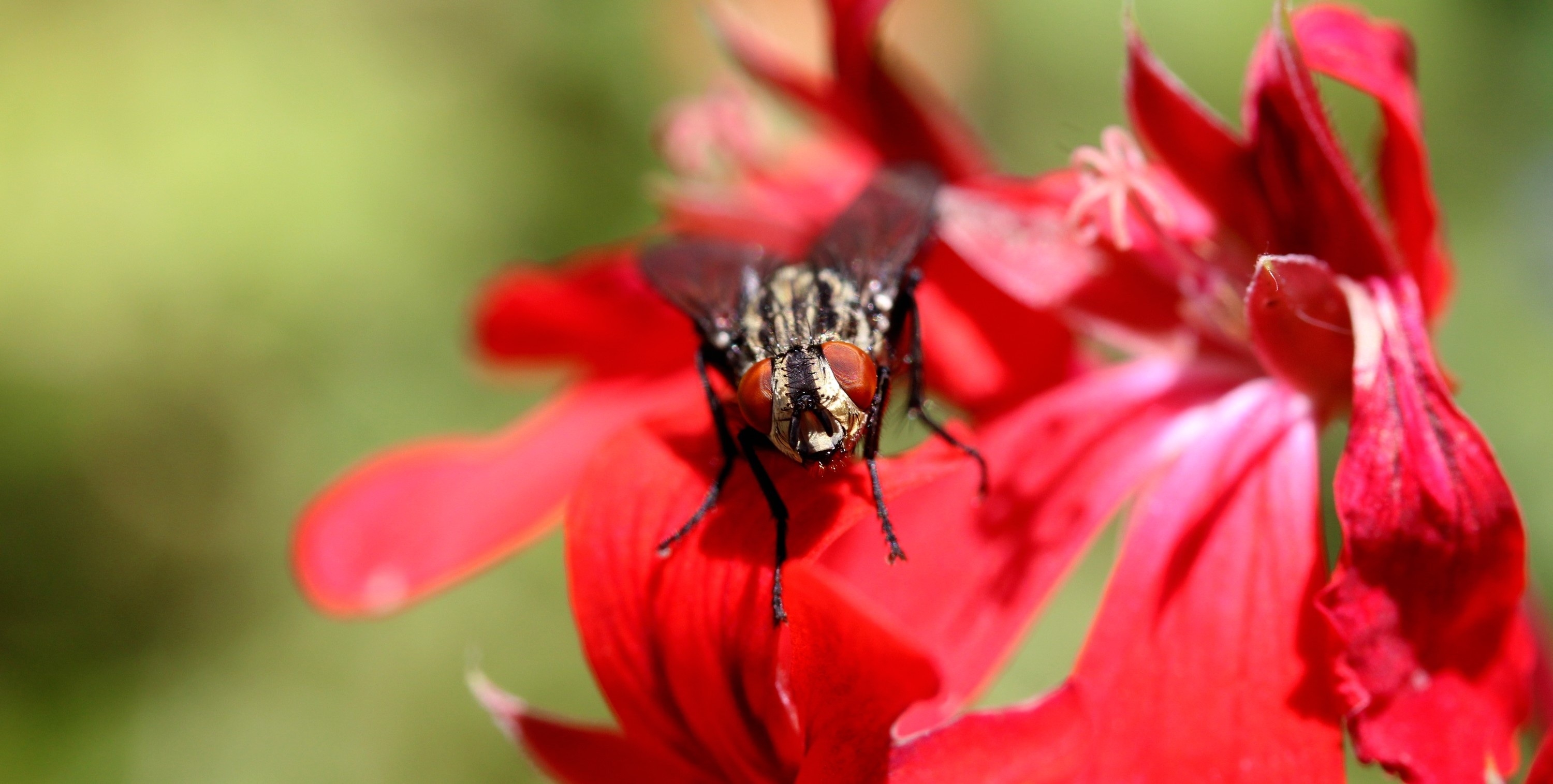 Photo free wallpaper fly, fly, flower