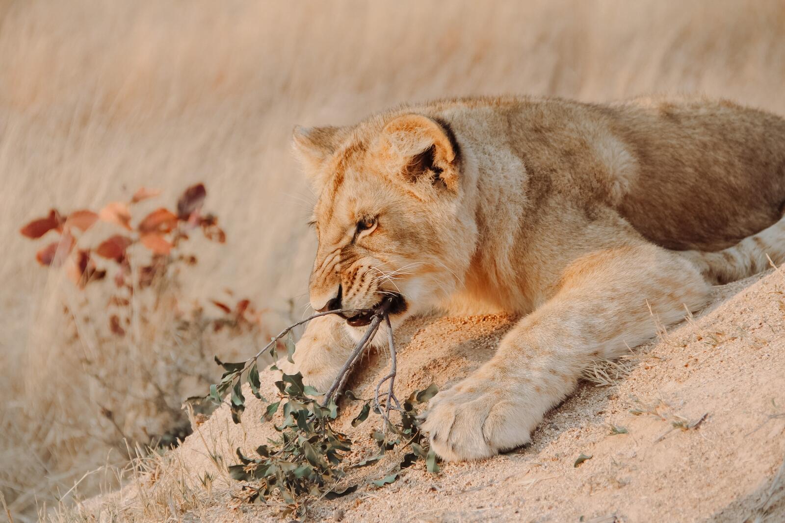Free photo The lioness is playing with a branch from a tree