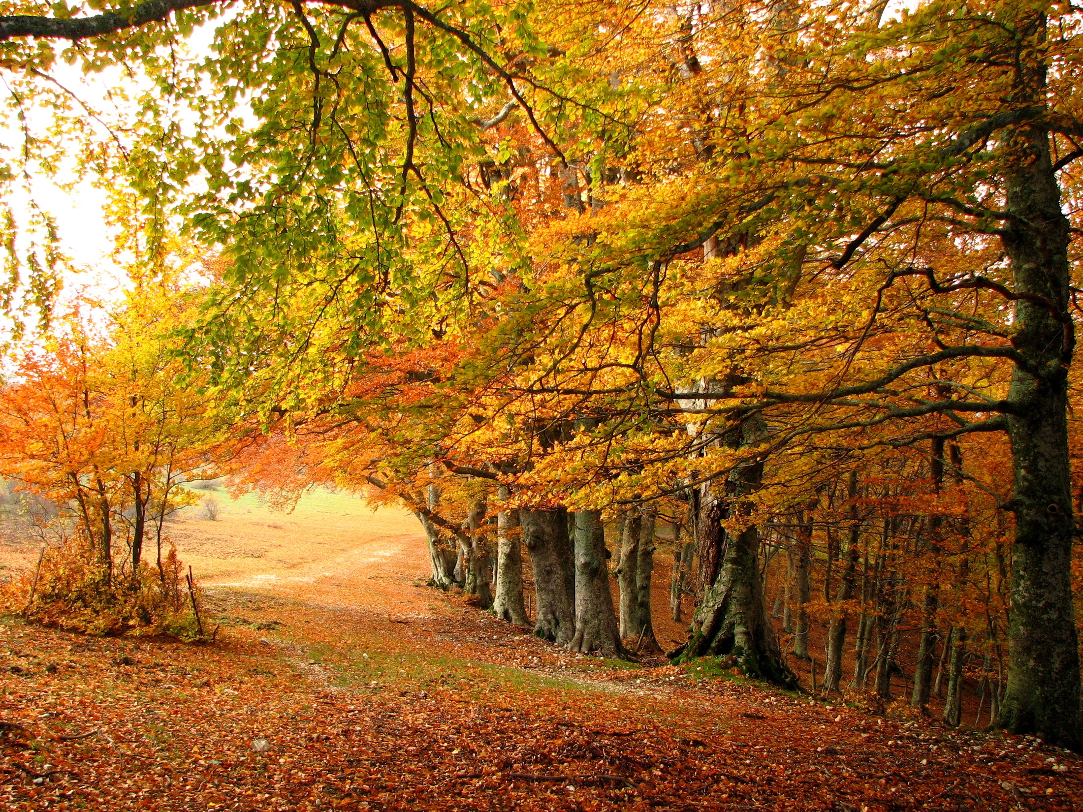 Фото бесплатно листья, путь, природа