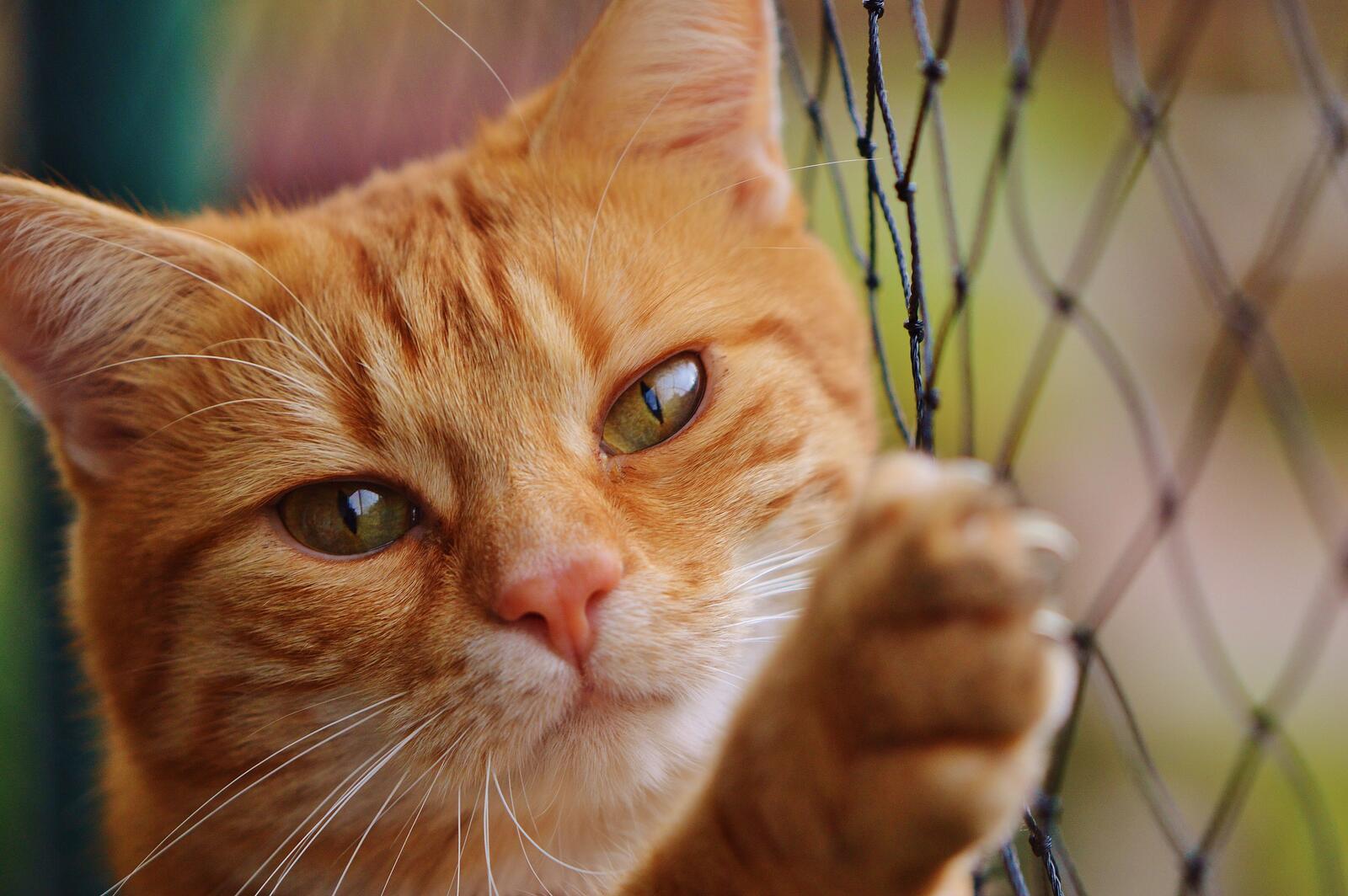 免费照片红猫在篱笆上