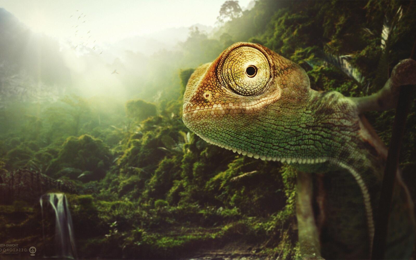 Wallpapers chameleon animals lizard on the desktop