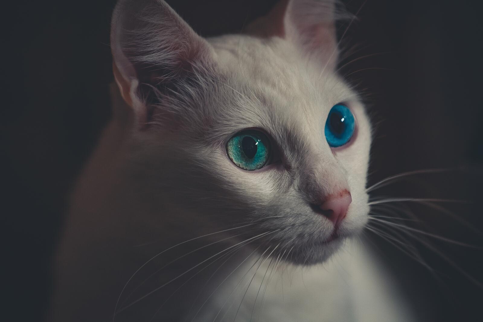 Wallpapers colorful eyes wallpaper cute white cat looking away on the desktop