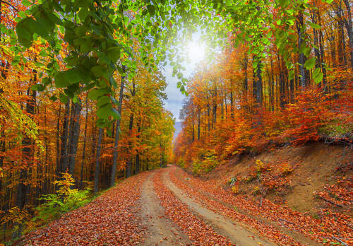 A colorful autumn road