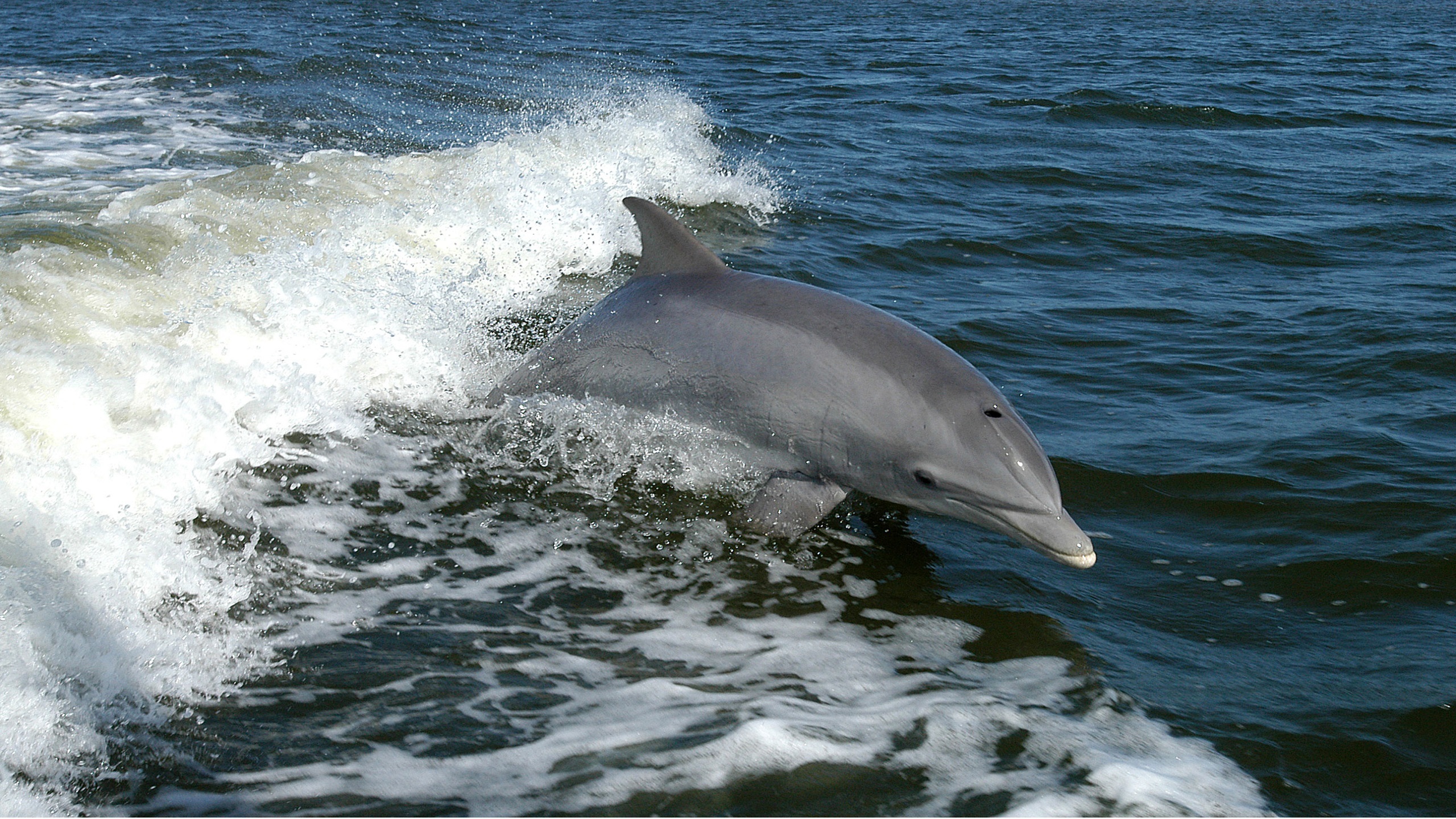 Фото море, вода, океан, волна, животное, милая, прыгать, плавать, млекопитающее, рыба, волны, животные, позвоночные, обои, дельфин - бесплатные картинки на Fonwall