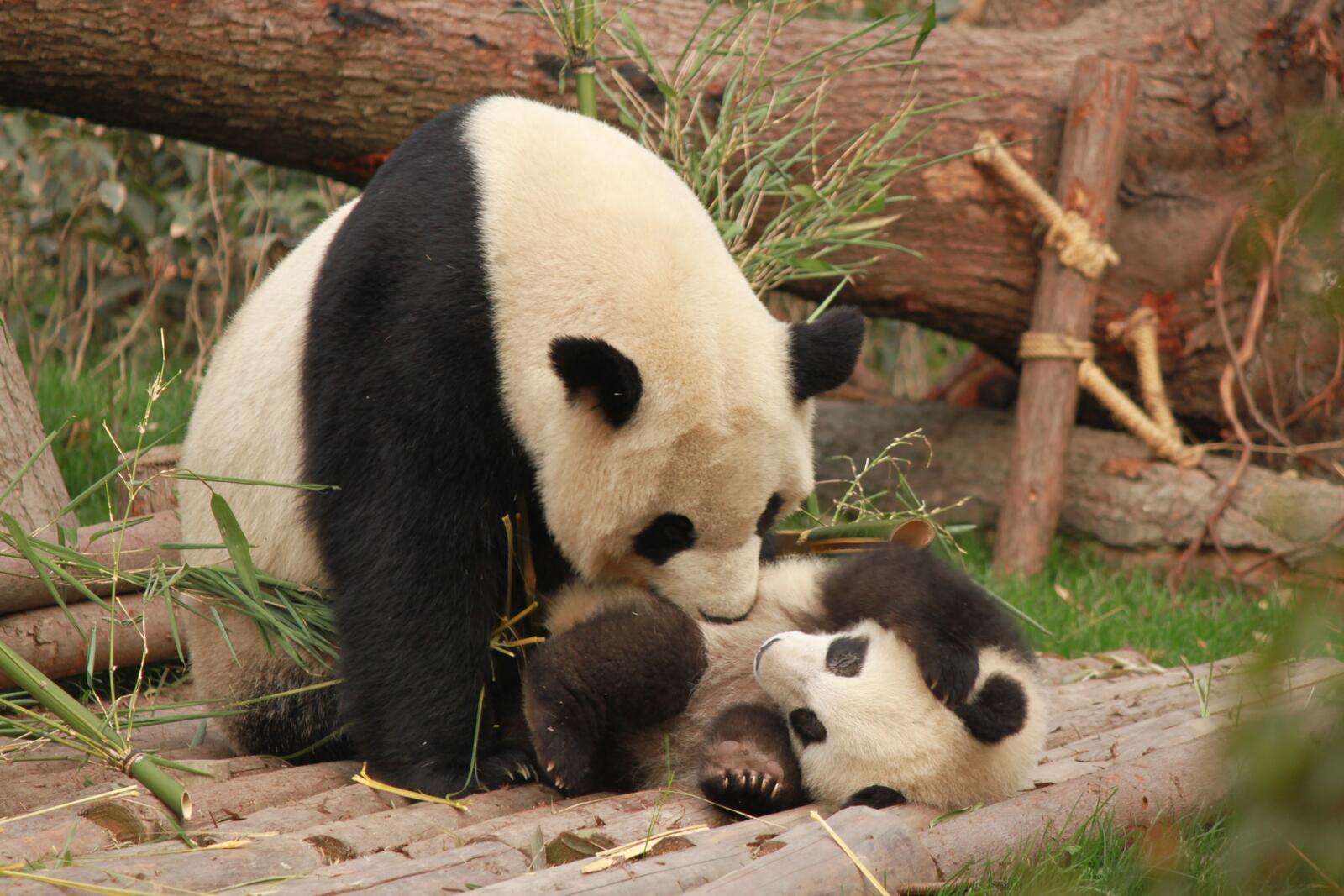 Обои обои панда семья милая на рабочий стол