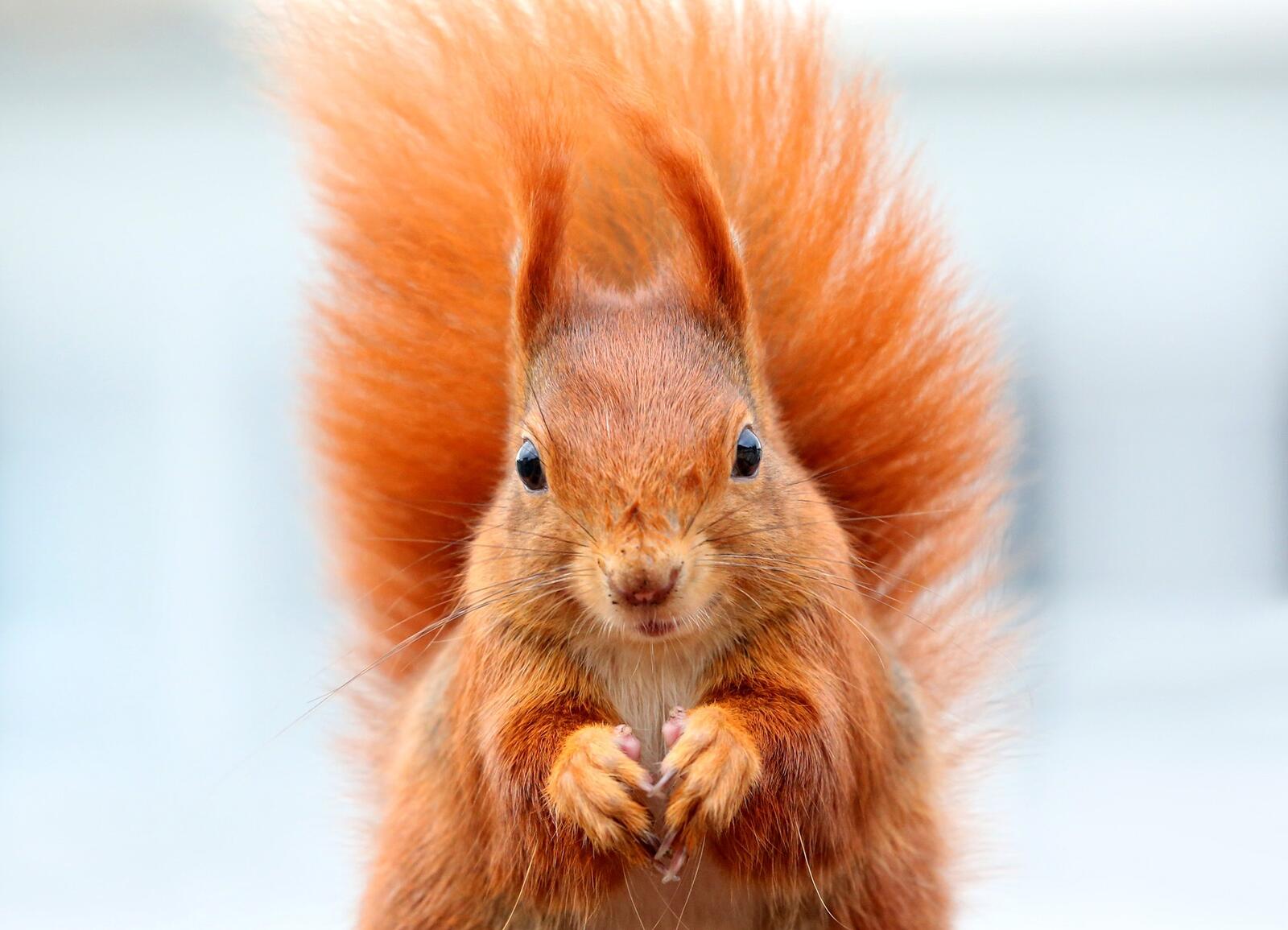 Free photo Red squirrel