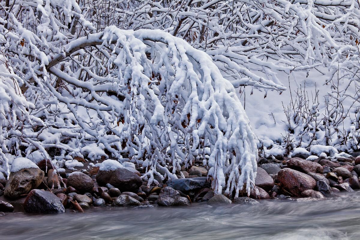 Tree branches leaned over the river because of the snow