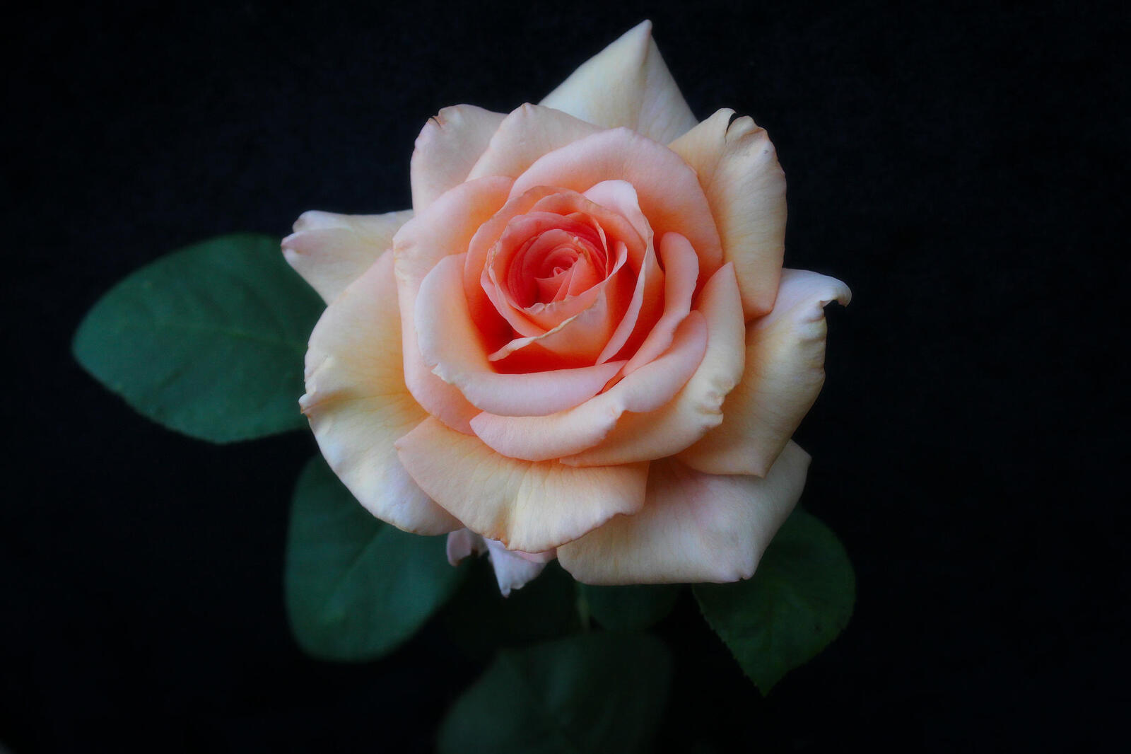 Обои белая роза бутон розы флора на рабочий стол