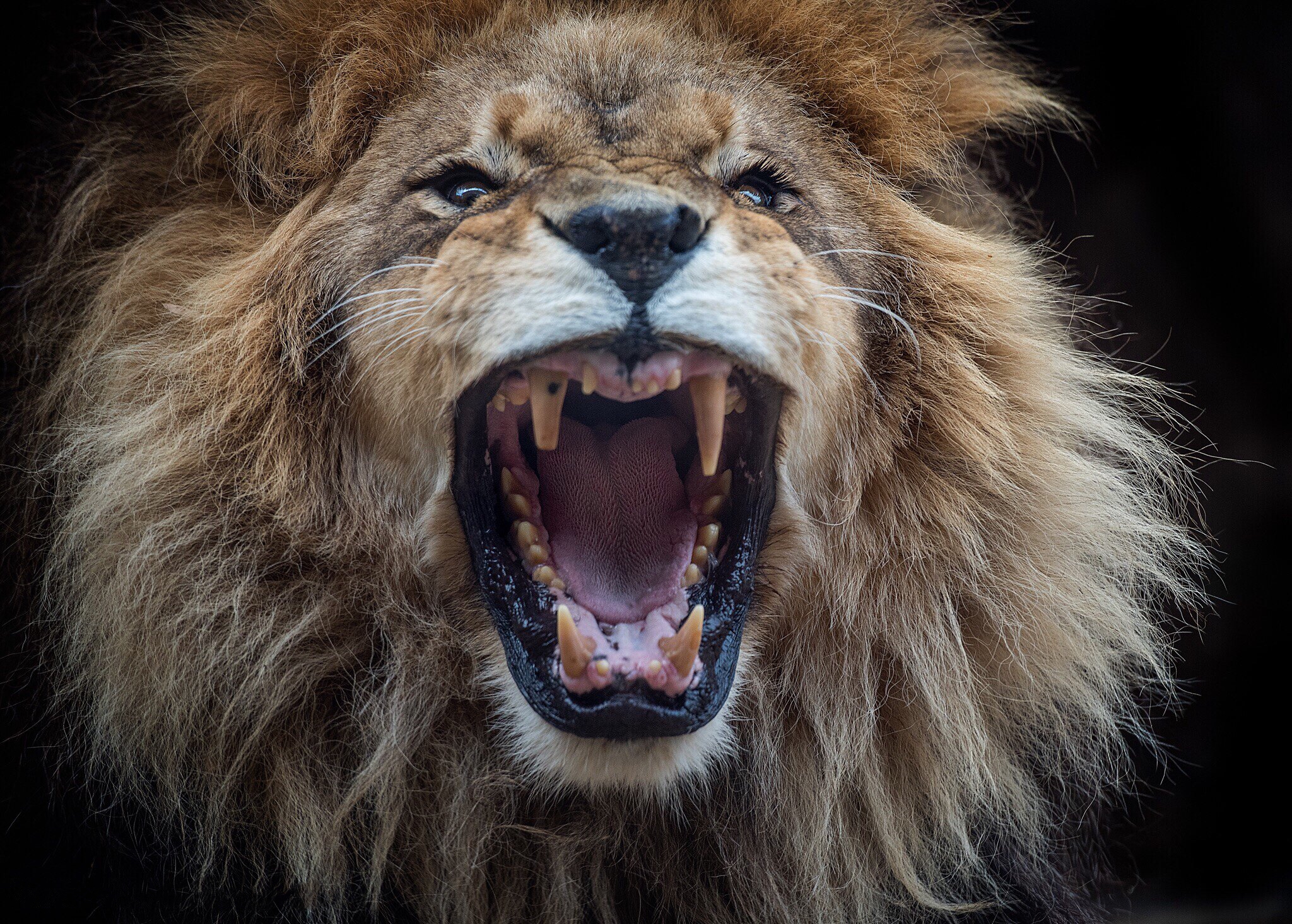Photo free anger, canines, the lion