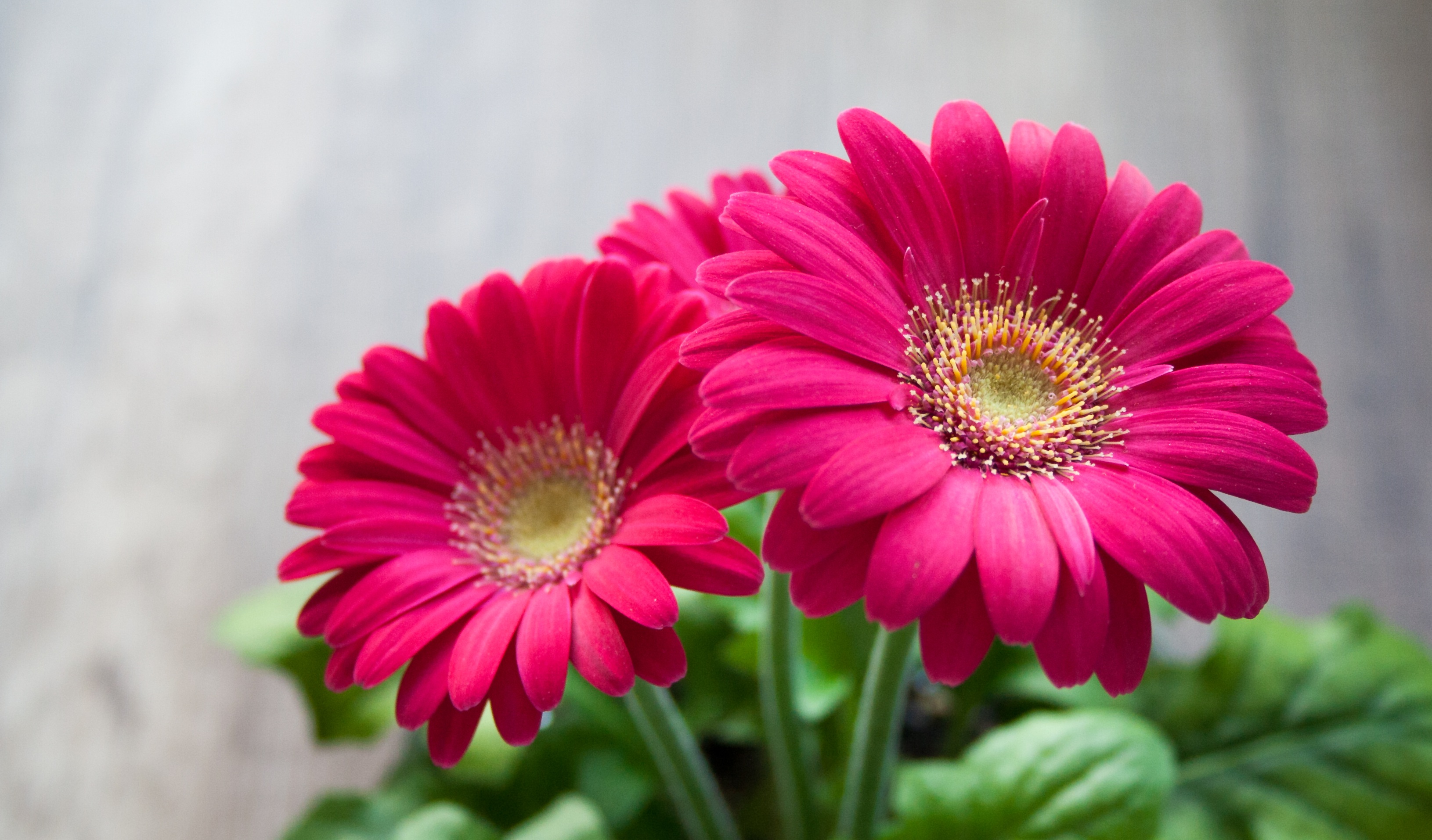 Wallpapers daisy pink daisy family on the desktop