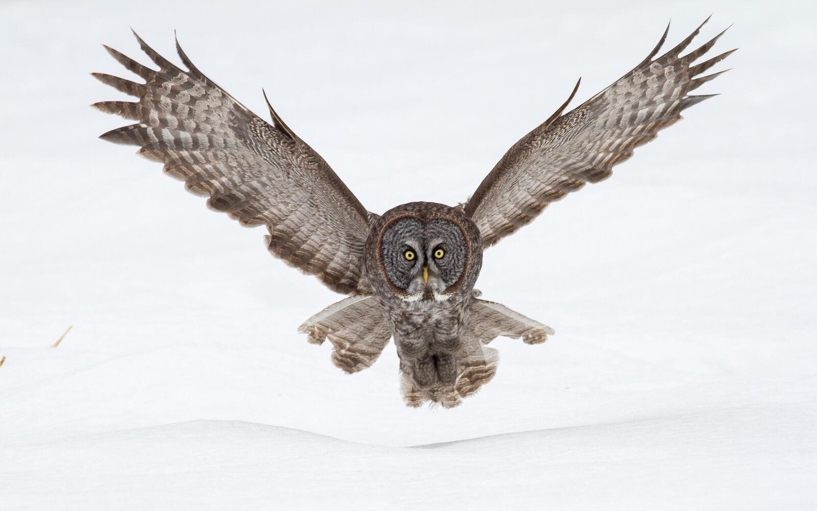 Wallpapers owl fly snow on the desktop