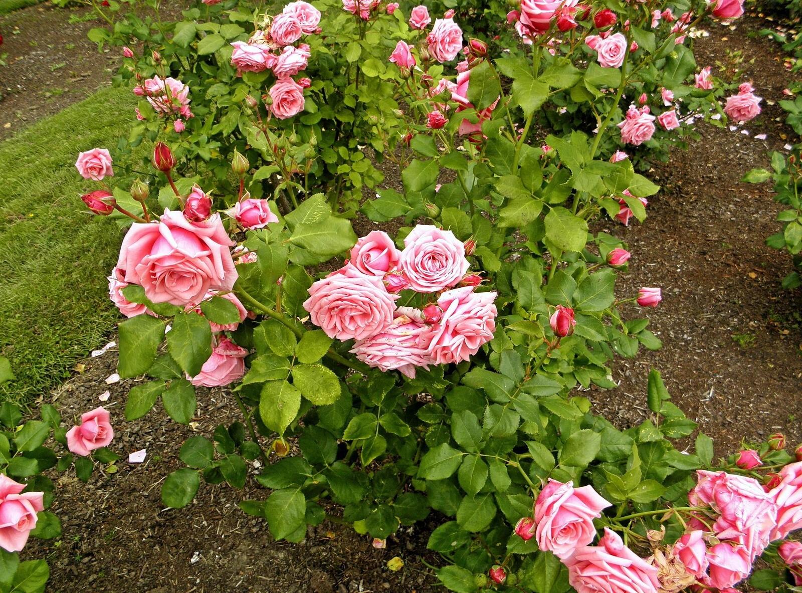 桌面上的壁纸玫瑰 鲜花 园林