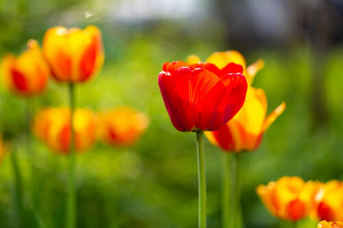 Красный тюльпан · бесплатное фото