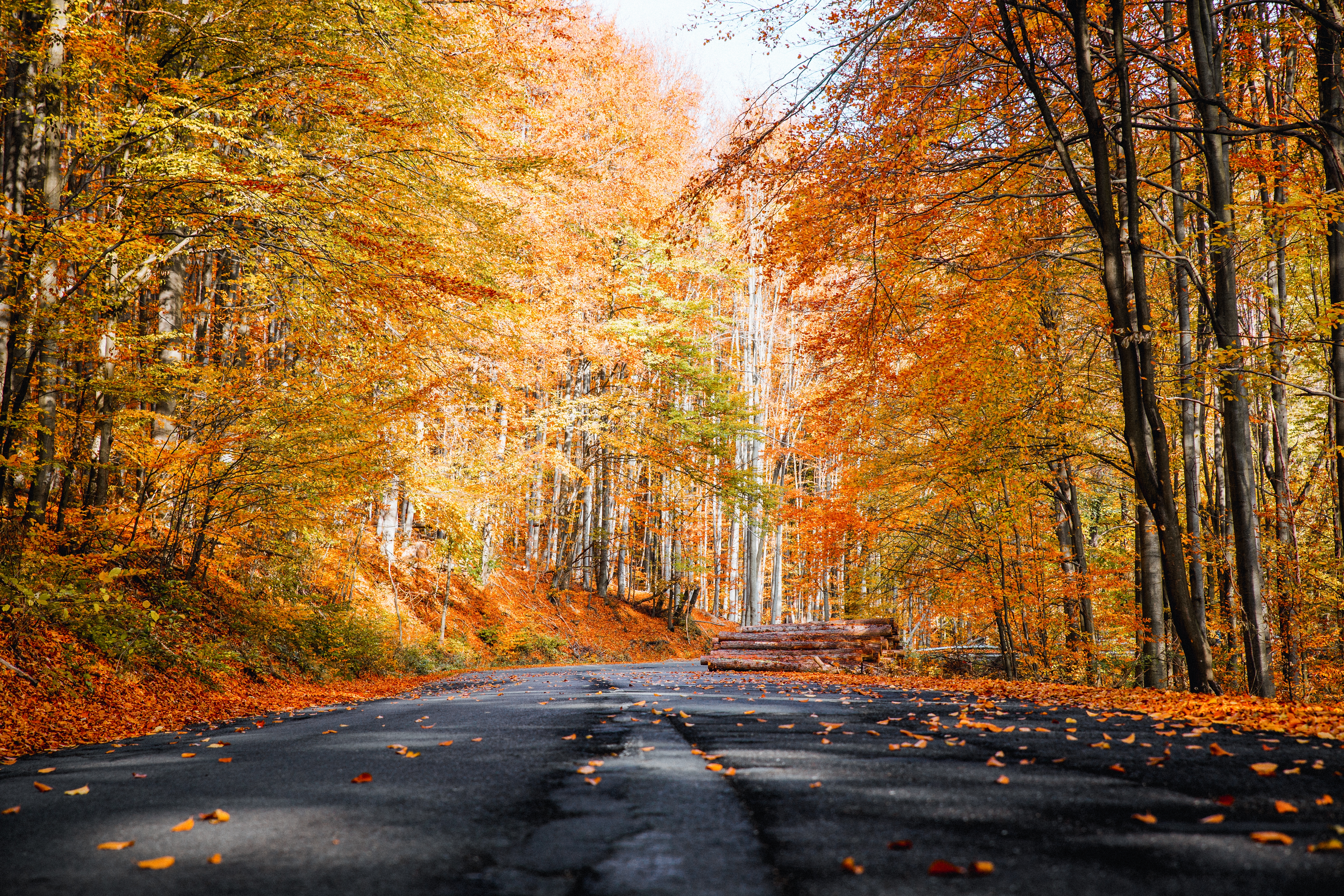 Wallpapers wallpaper autumn road forest on the desktop