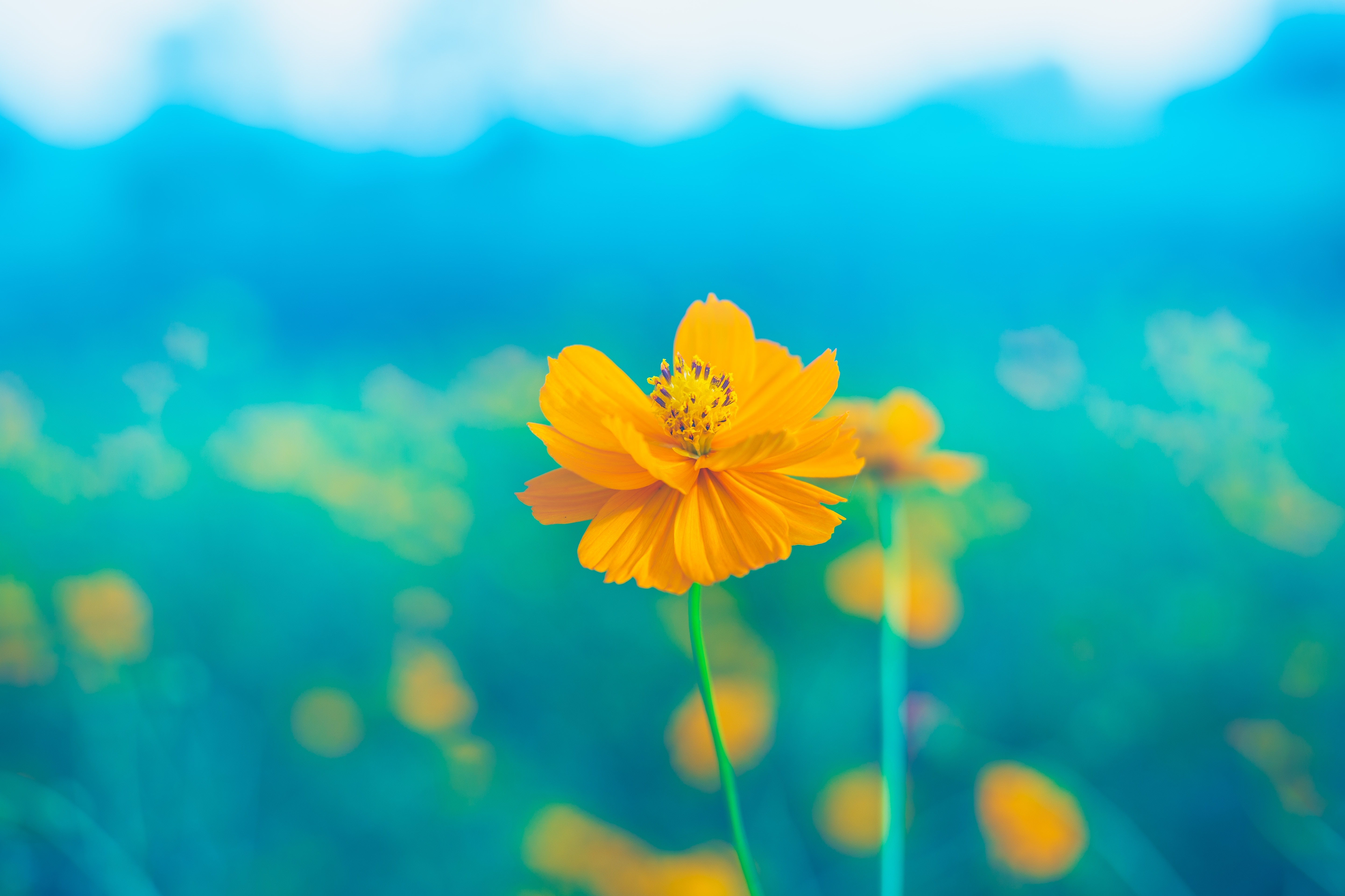 Бесплатное фото Желтые цветочки в поле